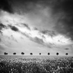 The Row of Trees in a rapeseed Field, photographie en noir et blanc, édition limitée