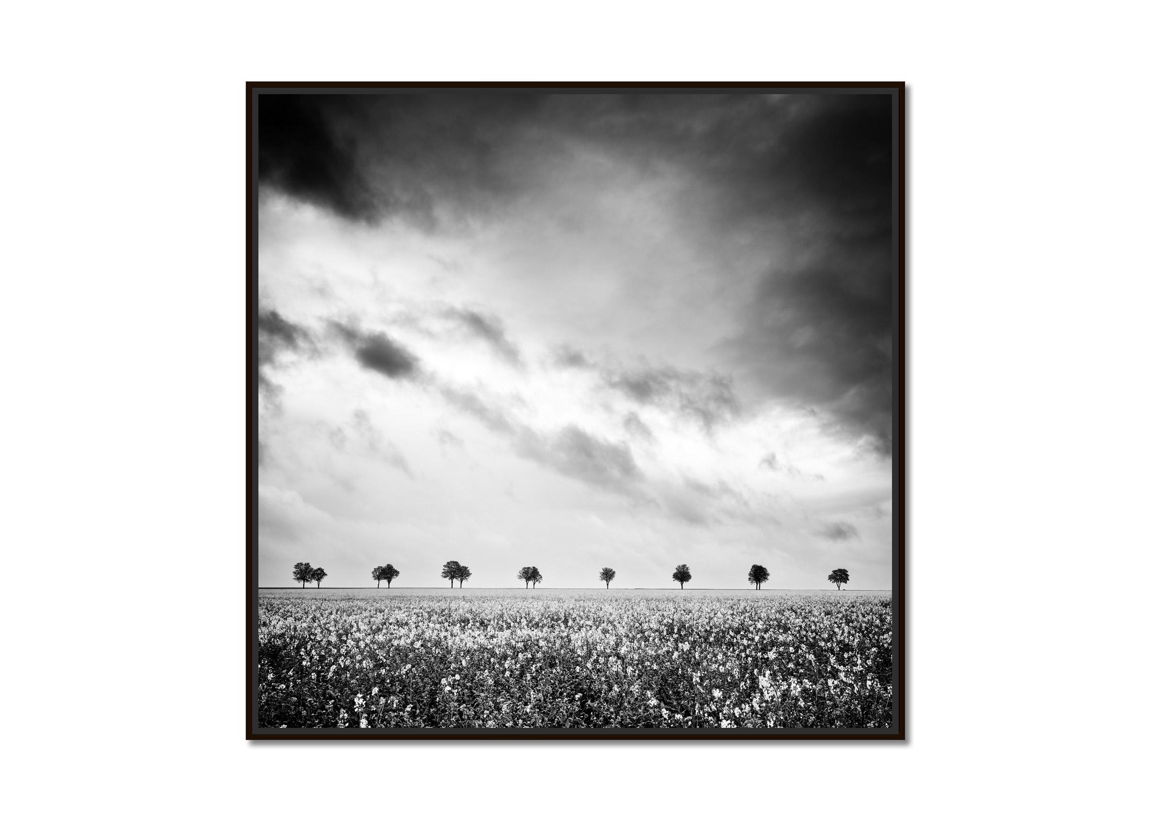 Row of Trees in a rapeseed field France black and white landscape photography  - Photograph by Gerald Berghammer