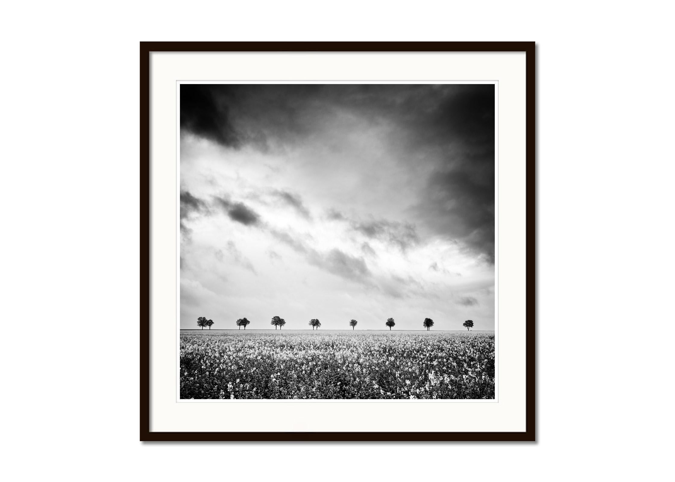 Row of Trees in a rapeseed field France black and white landscape photography  - Gray Black and White Photograph by Gerald Berghammer