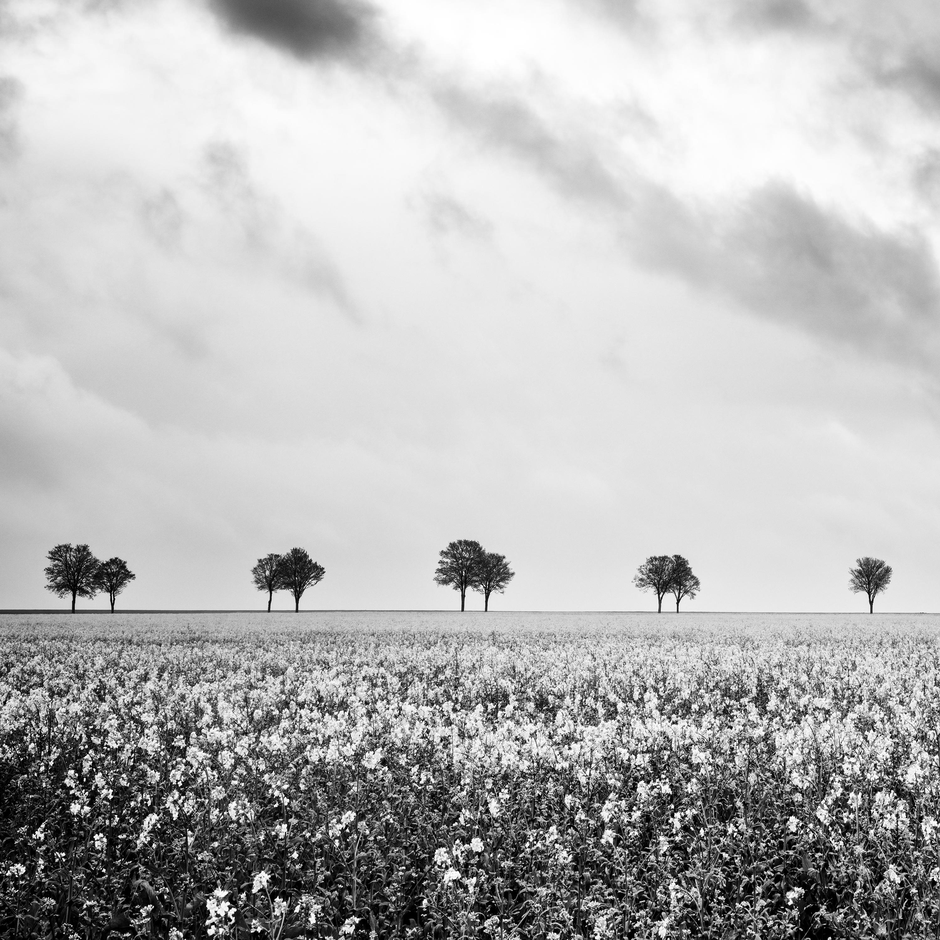 Row of Trees in a rapeseed field France black and white landscape photography  For Sale 3