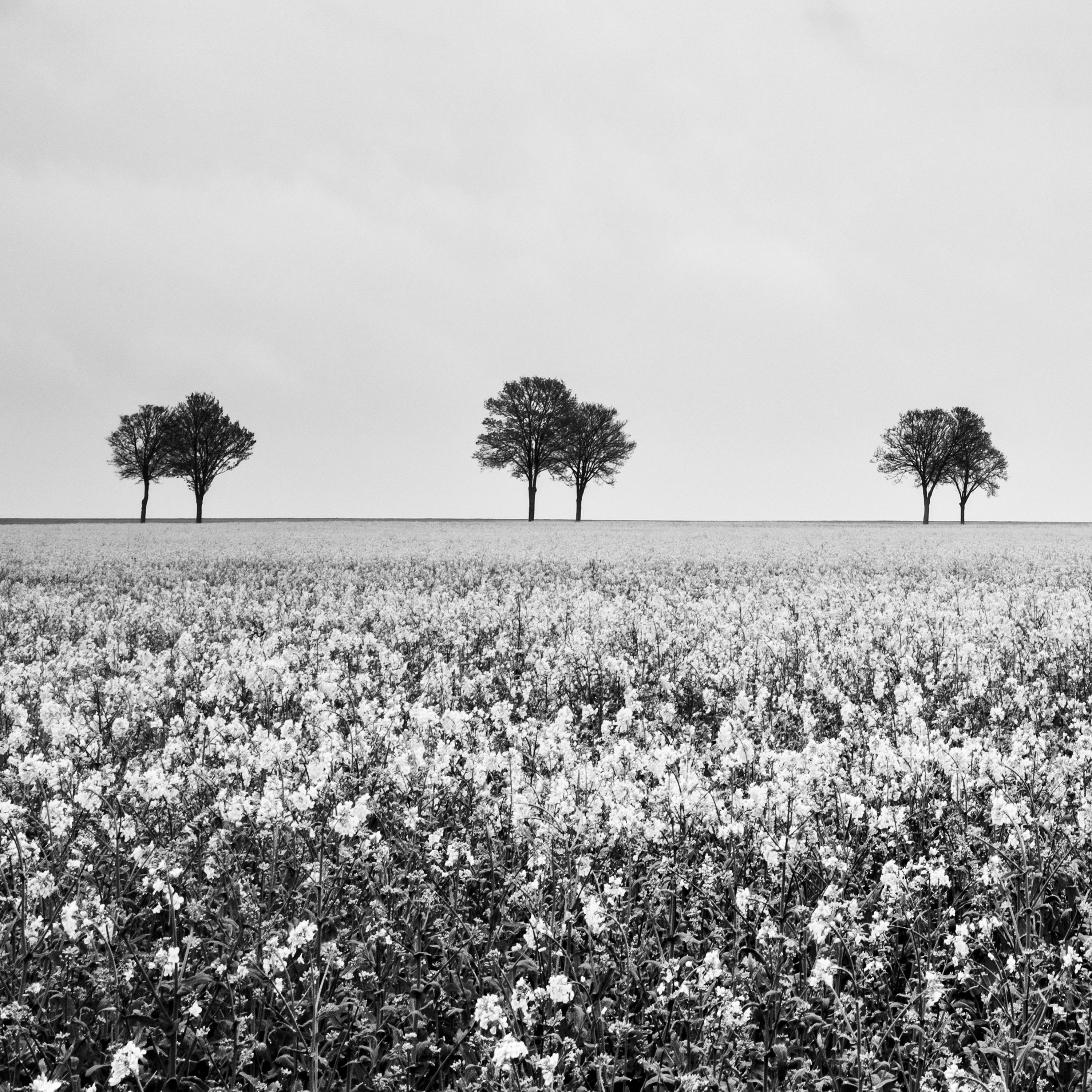 Row of Trees in a rapeseed field France black and white landscape photography  For Sale 4