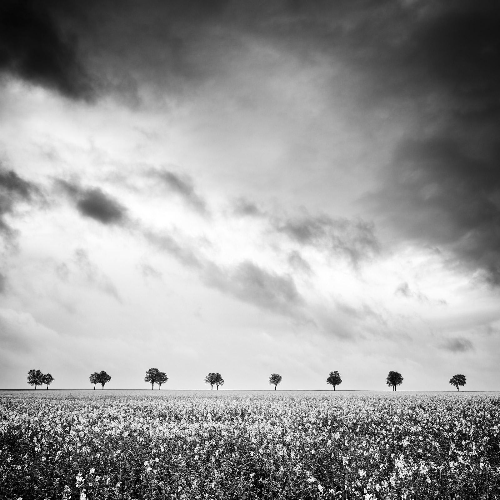 Row of Trees in a rapeseed field France black and white landscape photography 