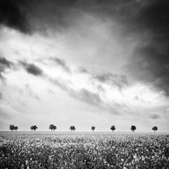 Row of Trees in a rapeseed field, Frankreich, Schwarz-Weiß-Landschaftsfotografie 