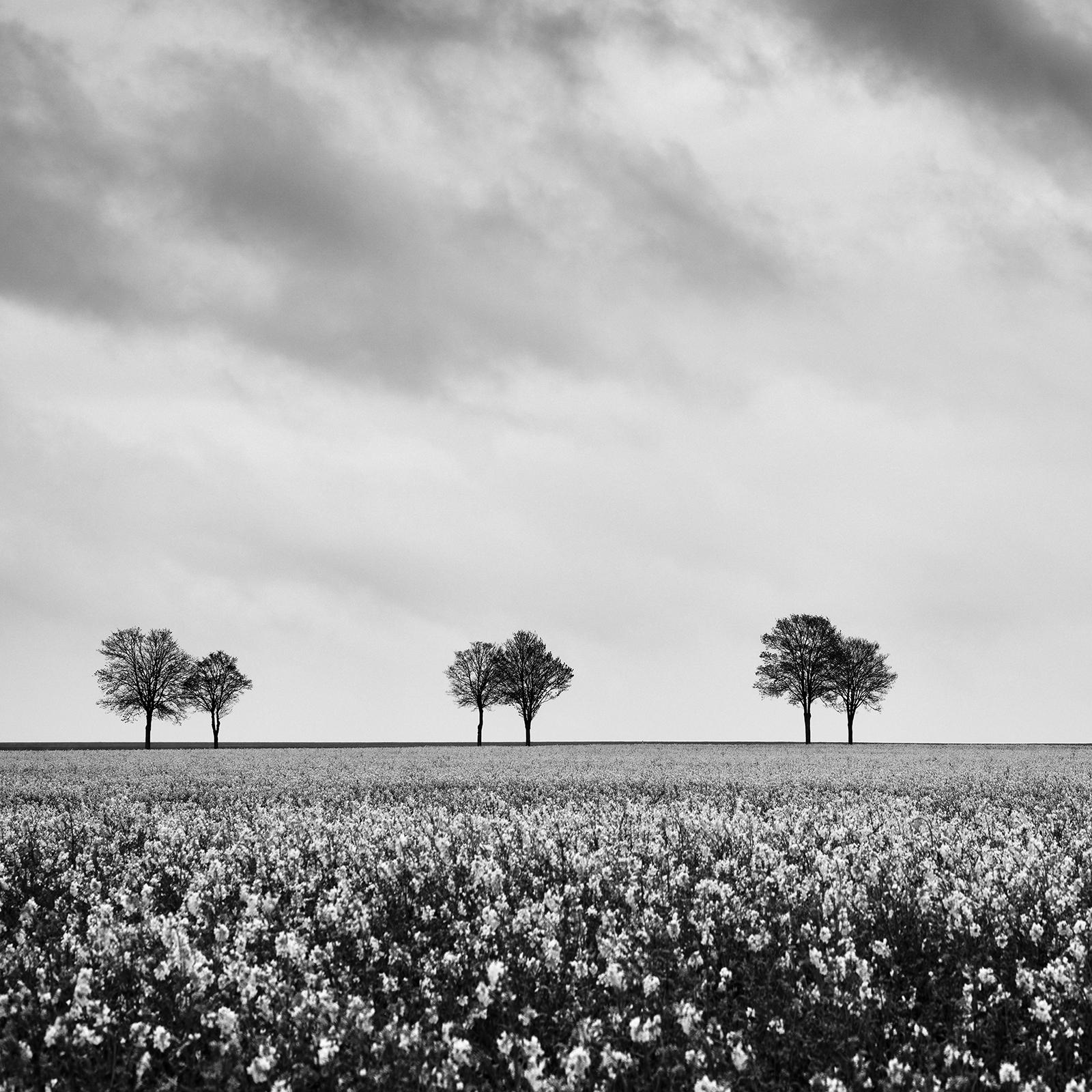Row of Trees in rapeseed Field, black and white fine art landscape photography For Sale 4