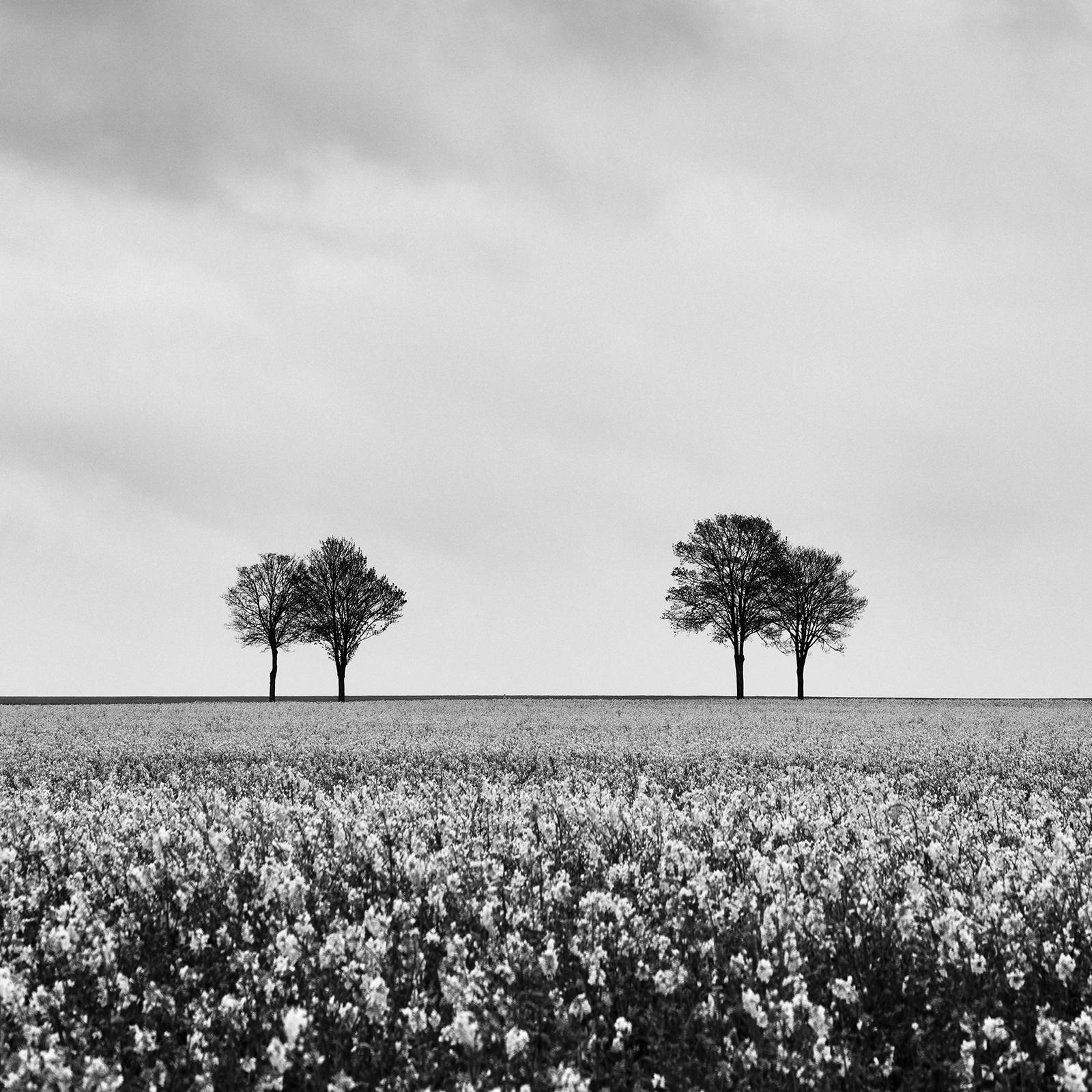Row of Trees in rapeseed Field, black and white fine art landscape photography For Sale 5