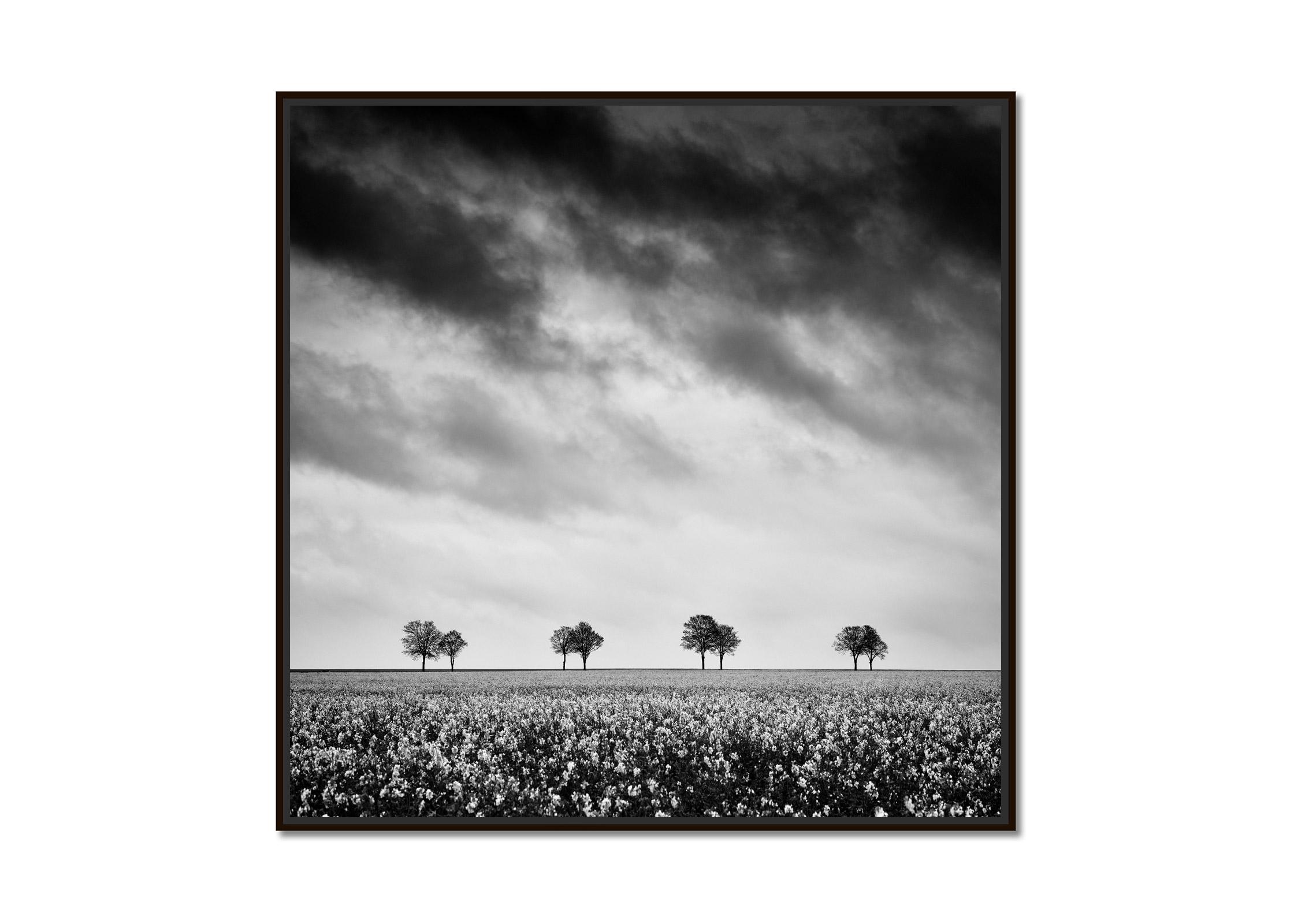 Row of Trees in rapeseed Field, black and white fine art landscape photography - Photograph by Gerald Berghammer