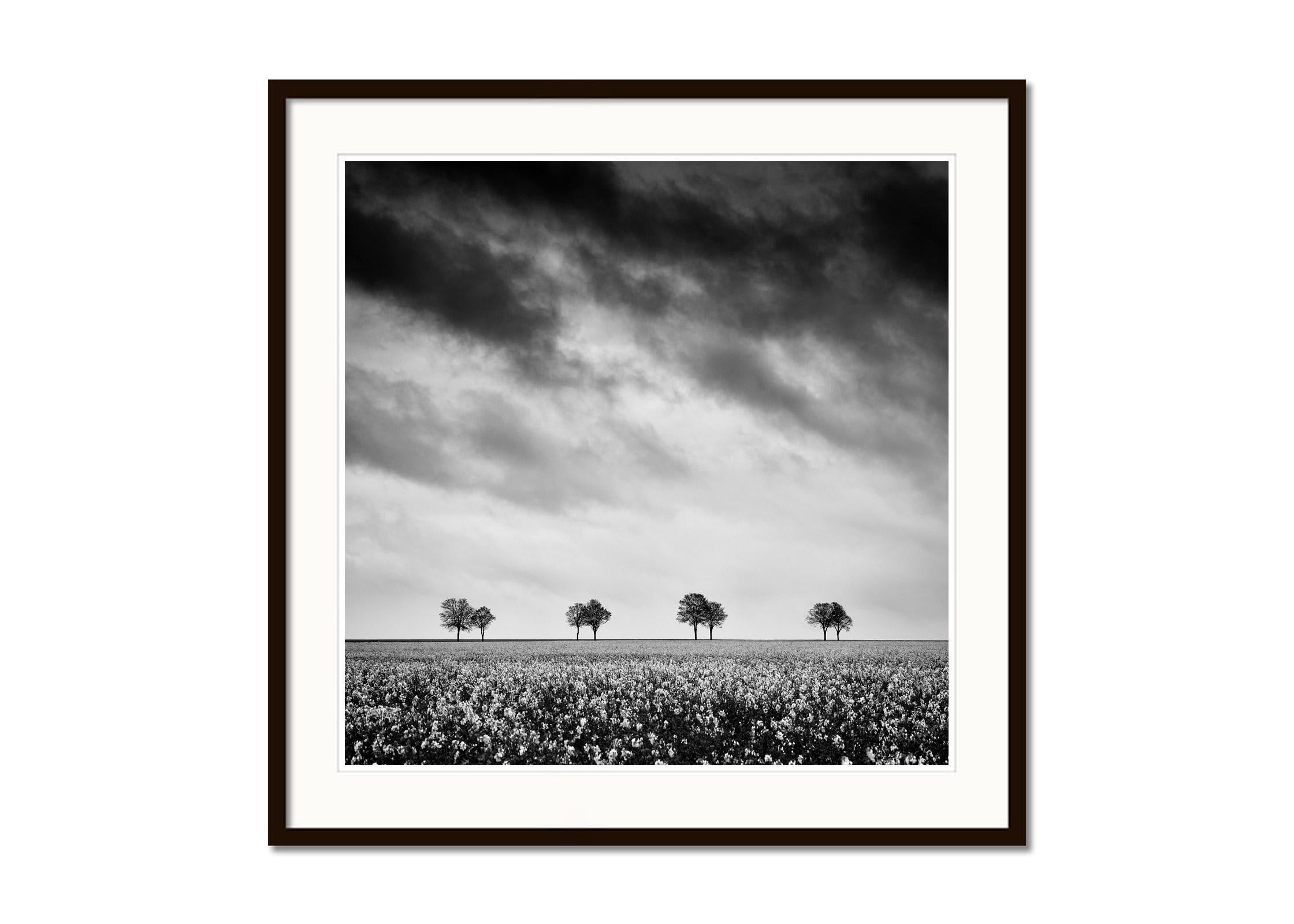 The Row of Trees in rapeseed Field, photographie de paysage en noir et blanc - Contemporain Photograph par Gerald Berghammer