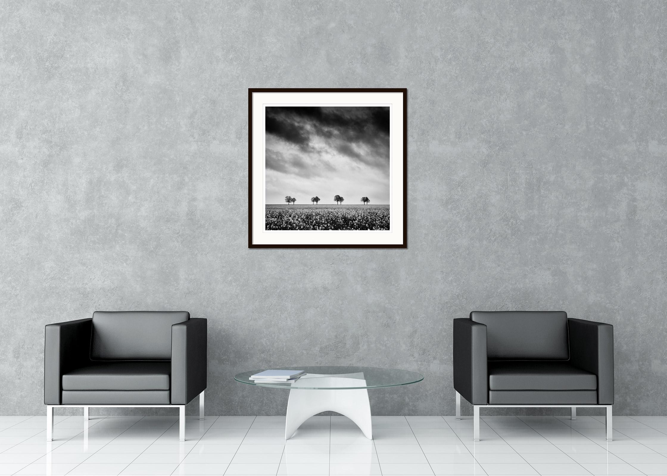 Row of Trees in rapeseed Field, black and white fine art landscape photography For Sale 1