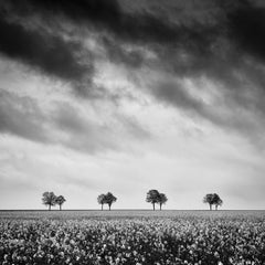 Row of Trees in rapeseed Field, Schwarz-Weiß-Landschaftsfotografie der bildenden Kunst