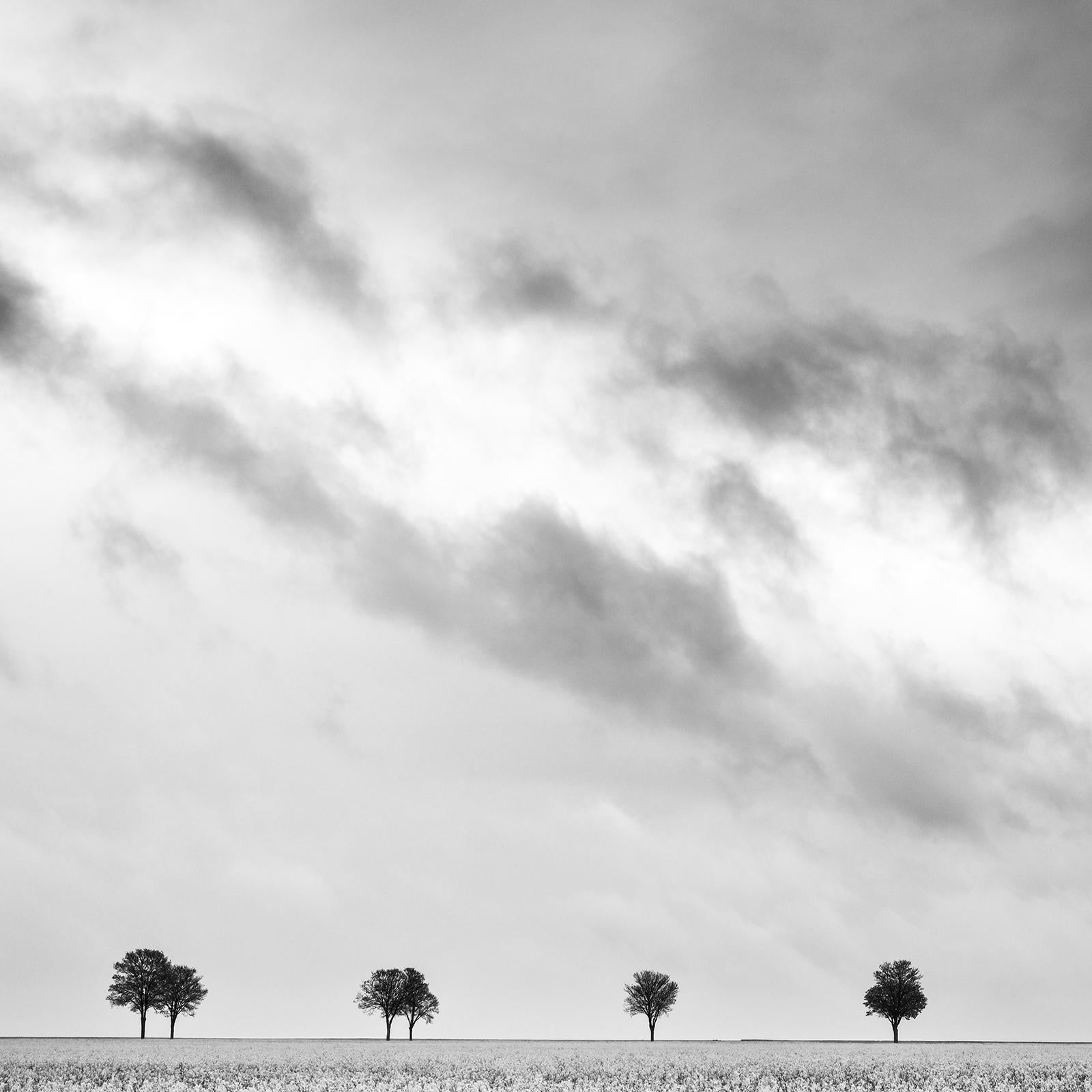 Row of Trees, rapeseed Field, fantastic sky, black white photography For Sale 4