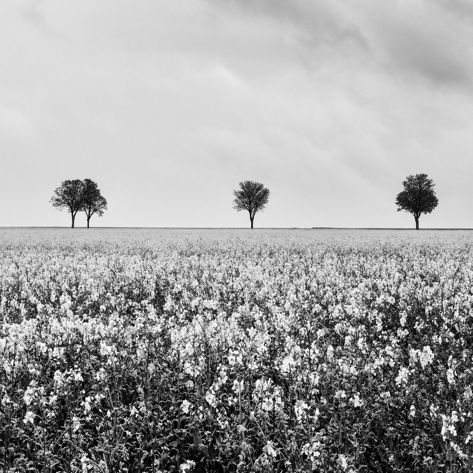 Row of Trees, rapeseed Field, fantastic sky, black white photography For Sale 5