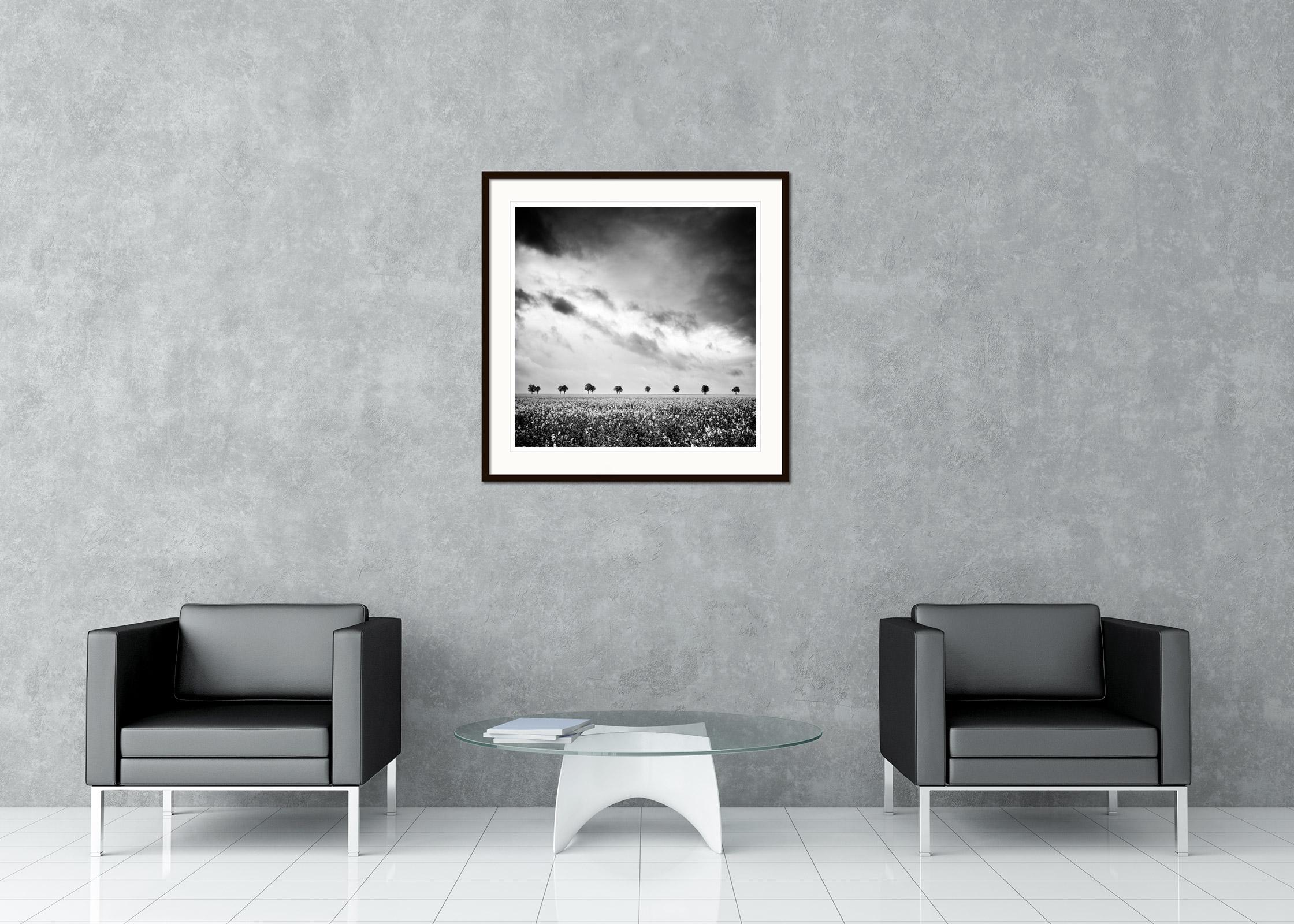 Black and White Fine Art Landscape Photography. Row of trees on the rapeseed field with great cloud mood, France. Archival pigment ink print, edition of 5. Signed, titled, dated and numbered by artist. Certificate of authenticity included. Printed