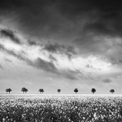 Row of Trees in rapeseed Field fantastic sky black white landscape photography