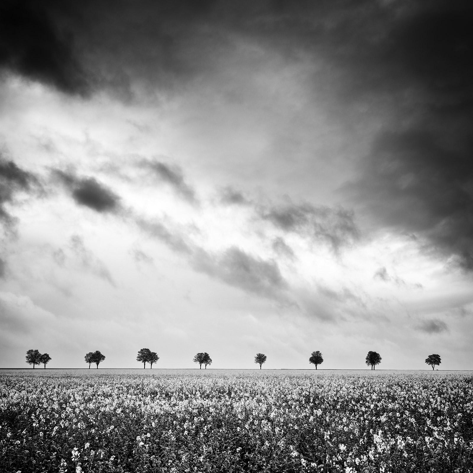 Gerald Berghammer Black and White Photograph - Row of Trees, rapeseed Field, fantastic sky, black white photography