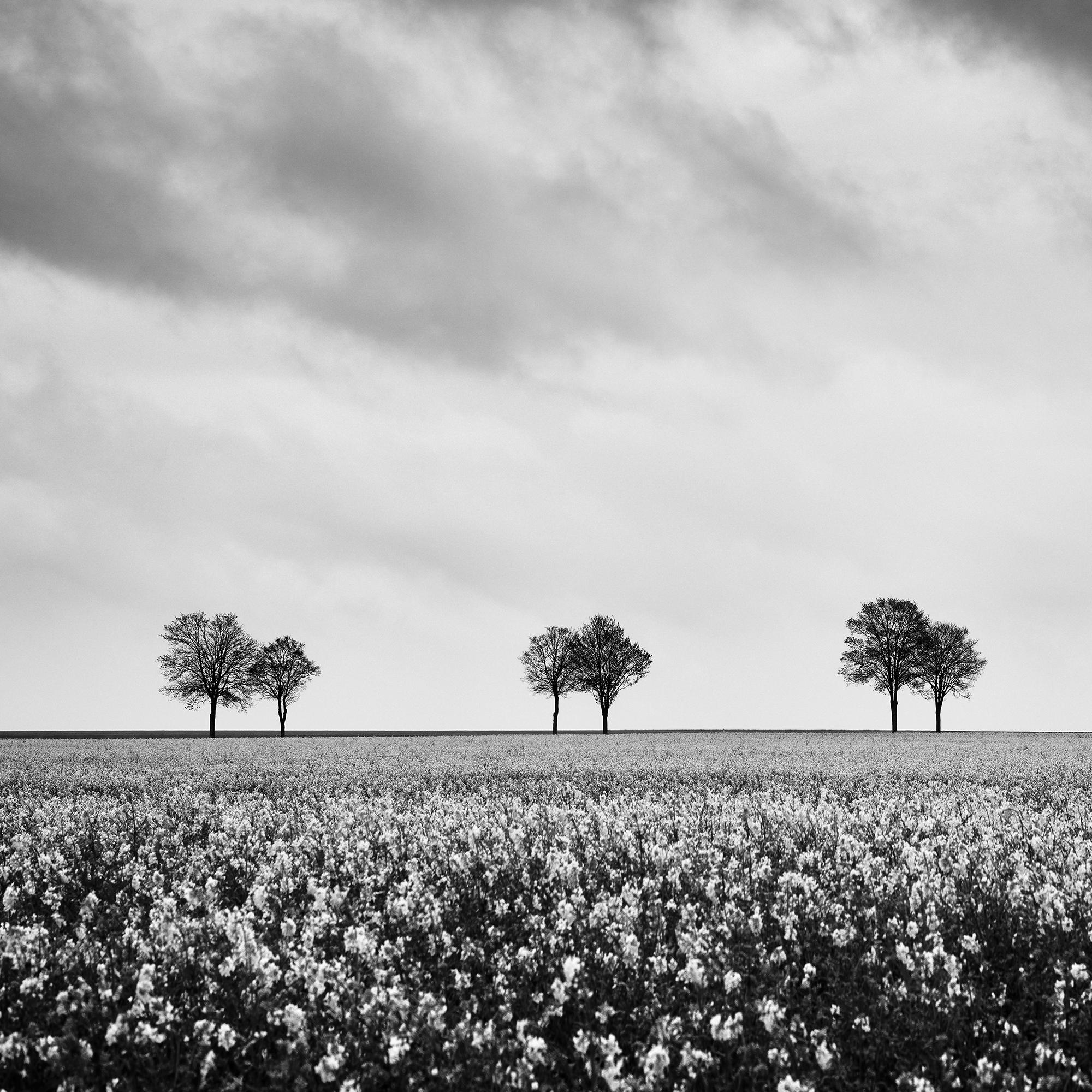 Row of Trees in Rapeseed Field, photographie de paysage monochrome, édition limitée en vente 4