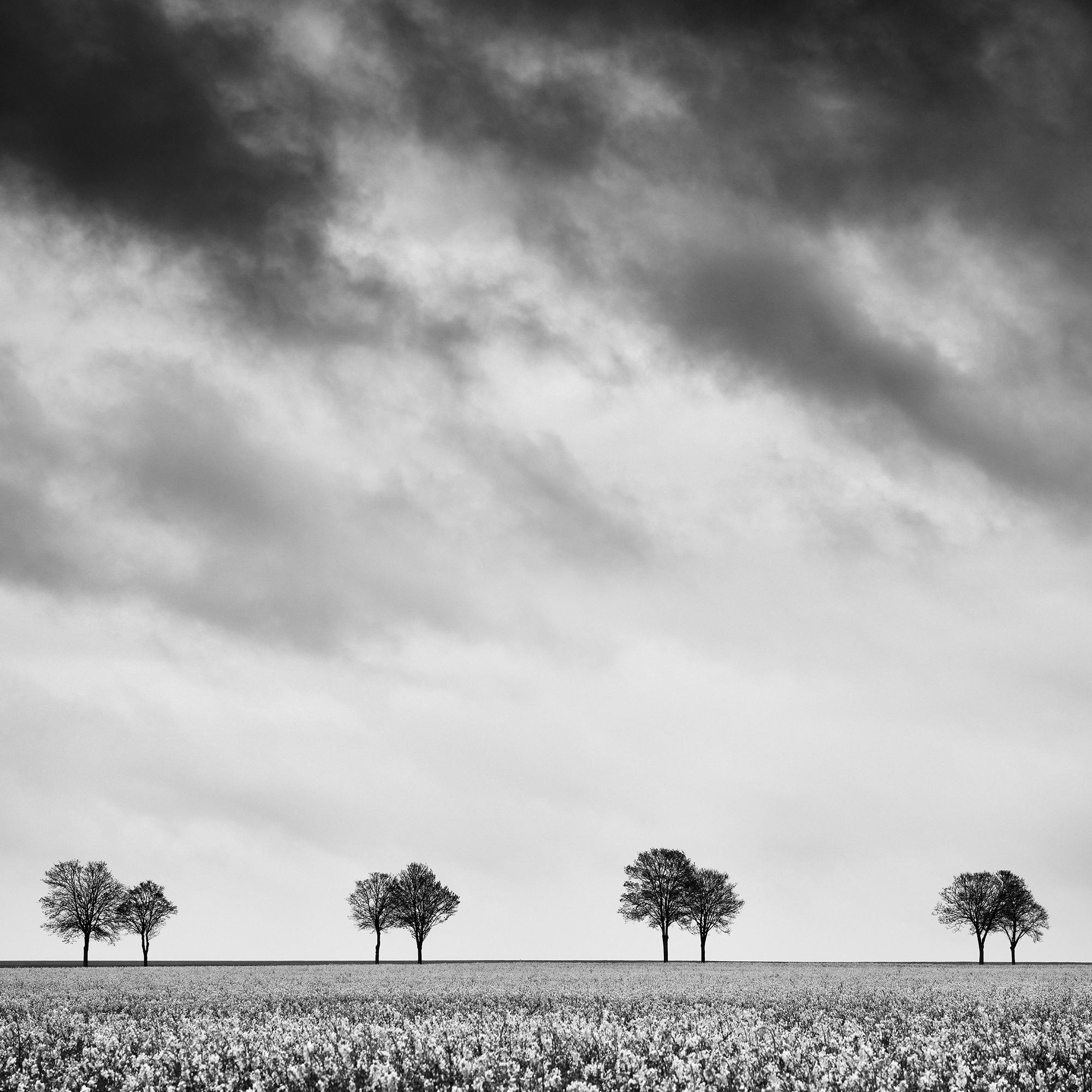 Row of Trees in Rapeseed Field, photographie de paysage monochrome, édition limitée en vente 5