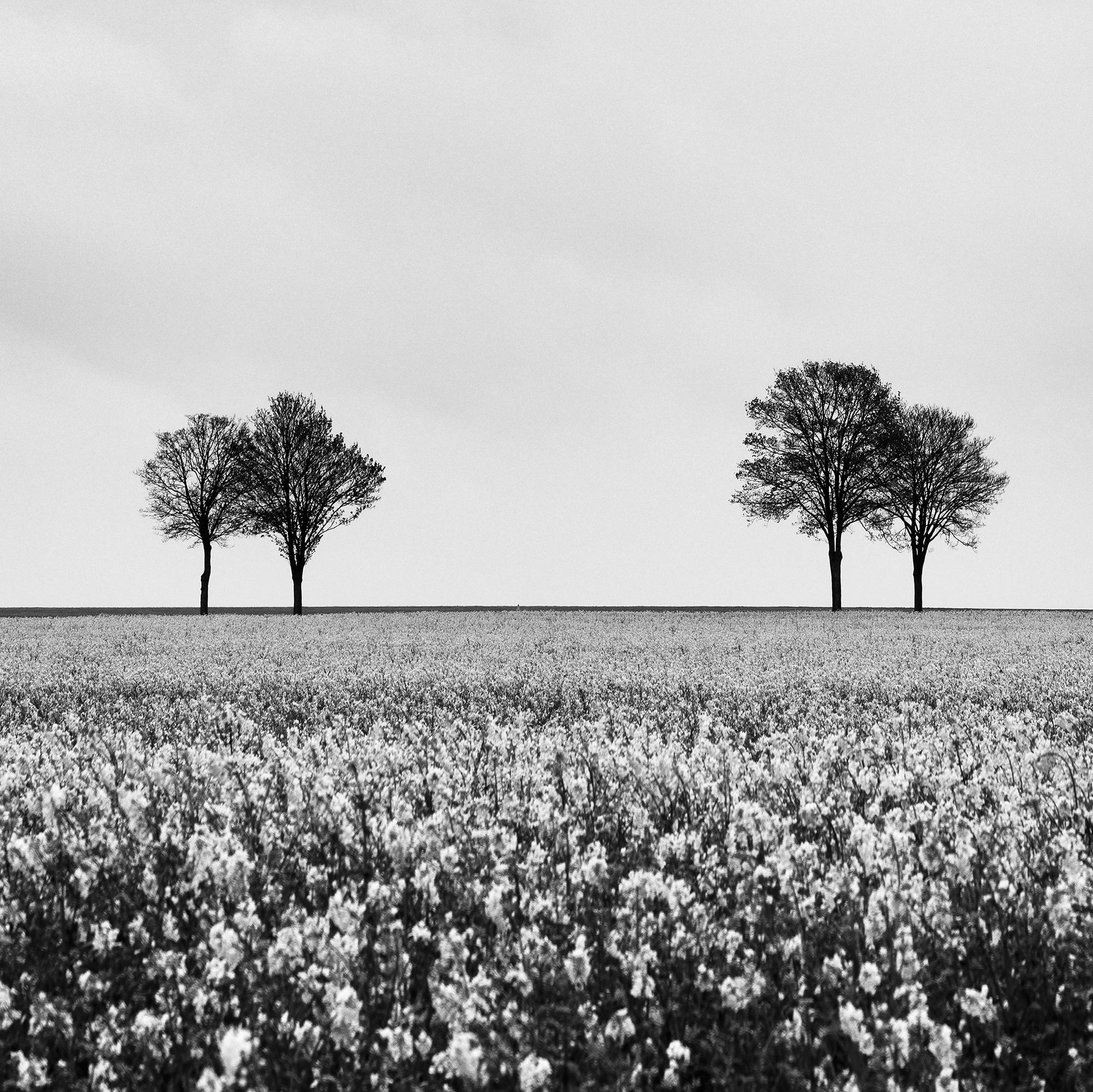 Row of Trees in Rapeseed Field, photographie de paysage monochrome, édition limitée en vente 6