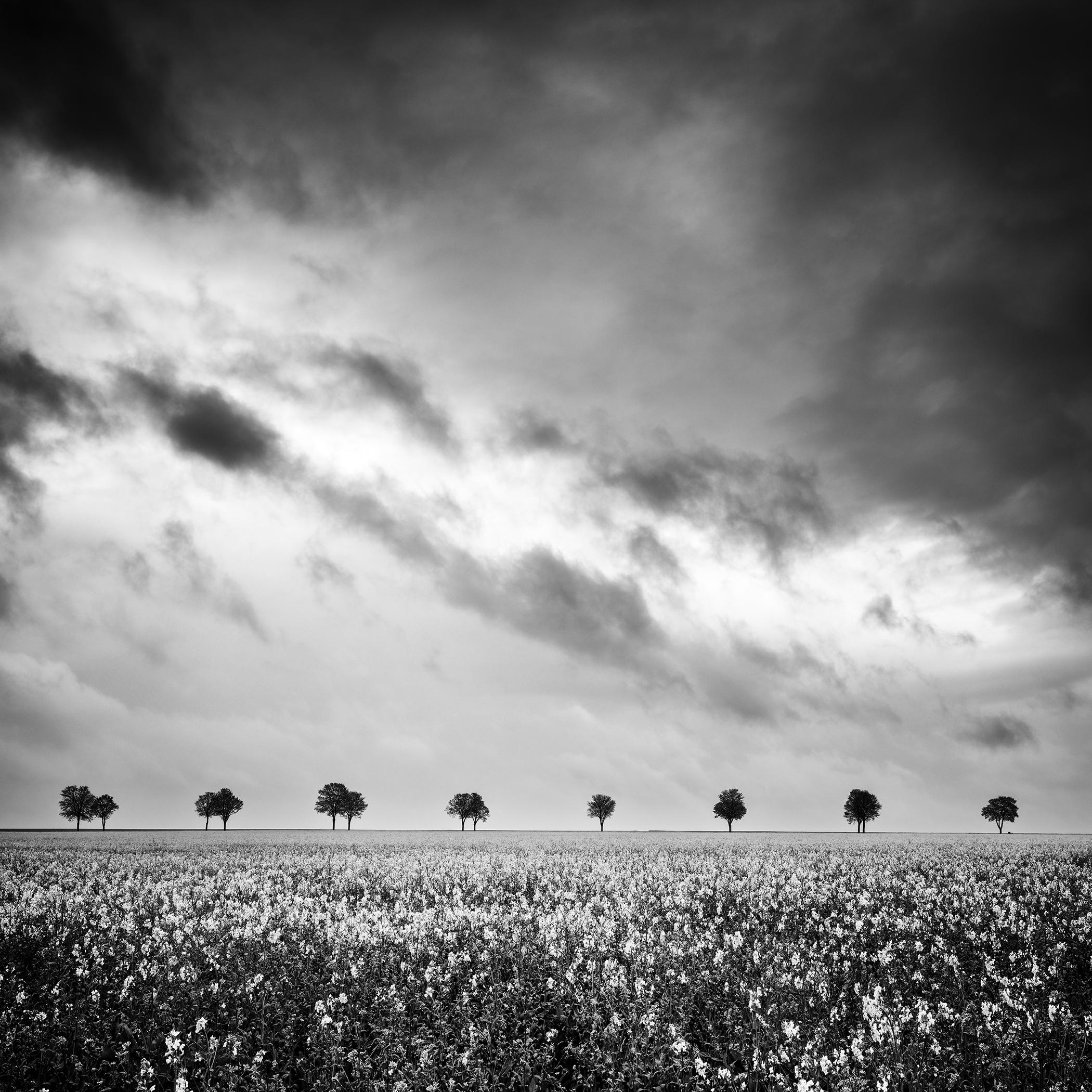 Row of Trees in Rapeseed Field, France – Black and White Landscape Photograph