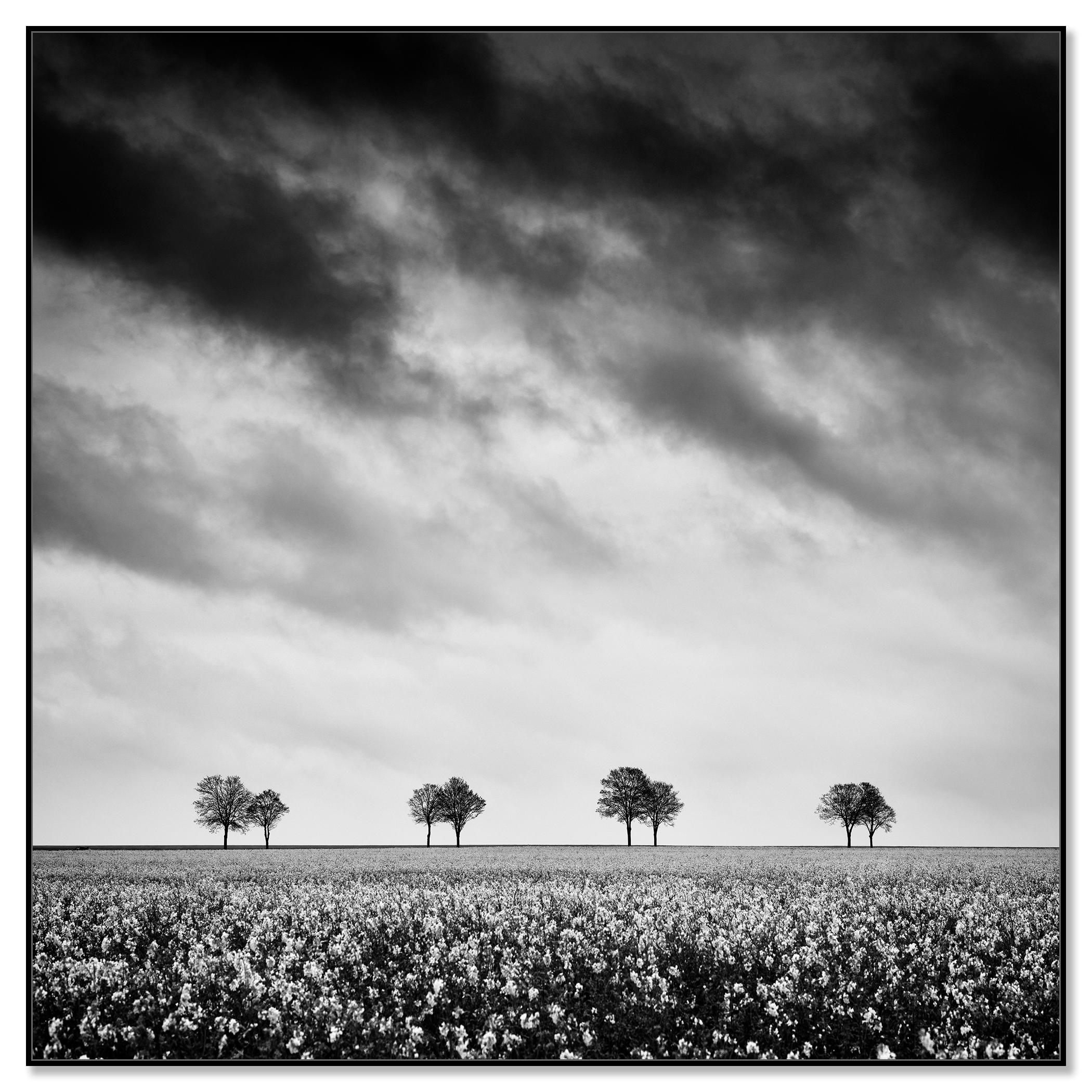Row of Trees in Rapeseed Field, photographie de paysage monochrome, édition limitée - Photograph de Gerald Berghammer
