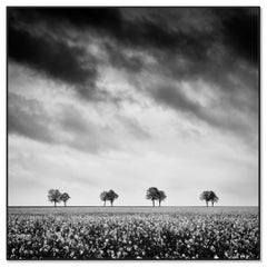 Row of Trees in Rapeseed Field, France – Black and White Photograph – Limited