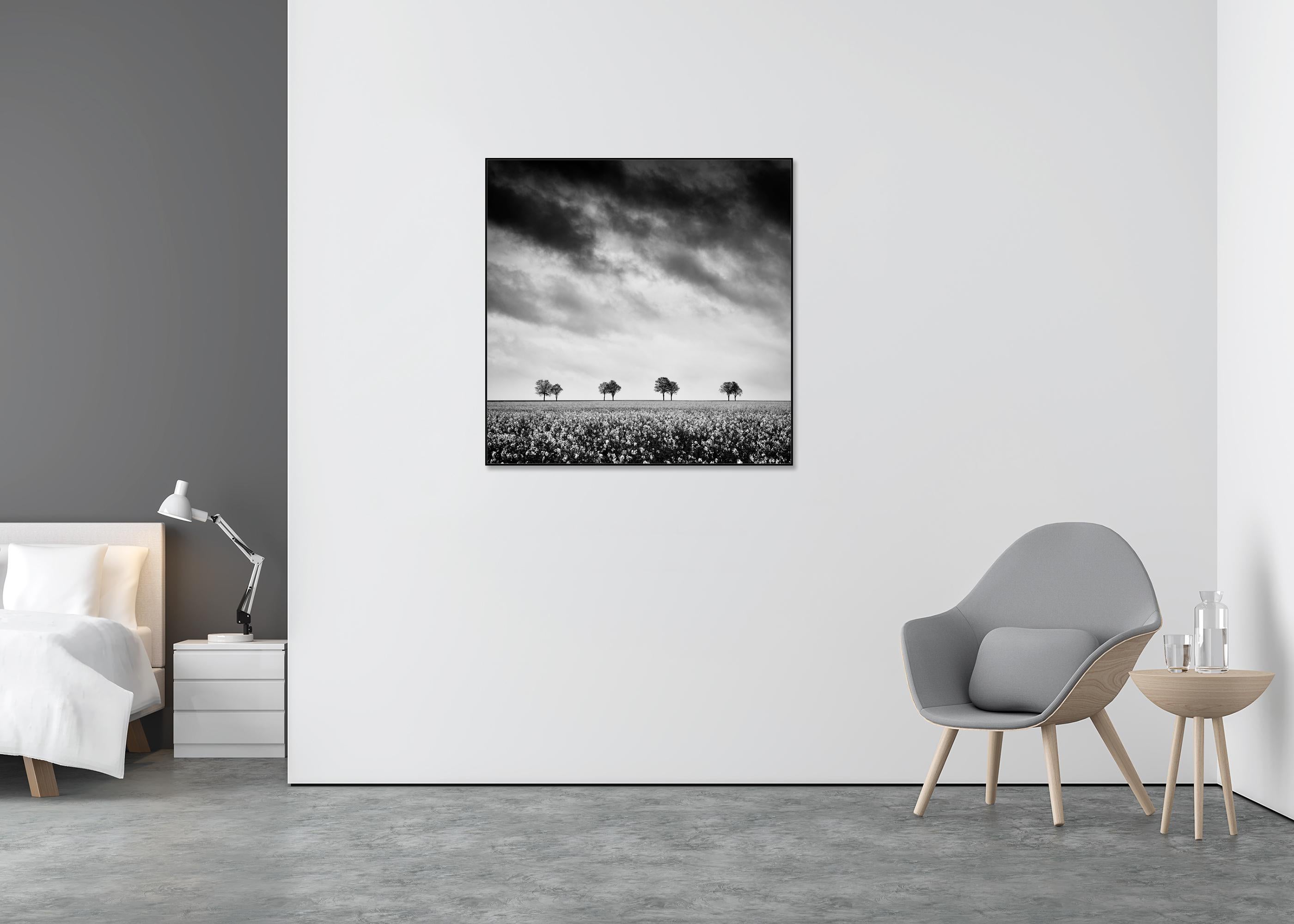 Row of Trees in Rapeseed Field, photographie de paysage monochrome, édition limitée - Contemporain Photograph par Gerald Berghammer