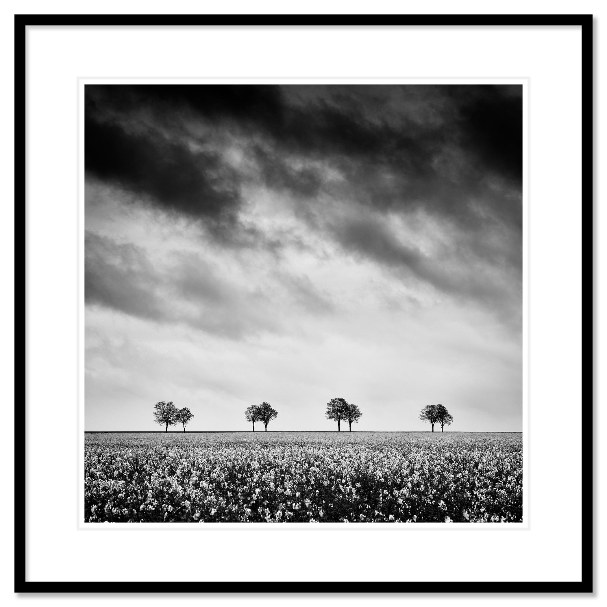 Row of Trees in Rapeseed Field, photographie de paysage monochrome, édition limitée - Gris Black and White Photograph par Gerald Berghammer