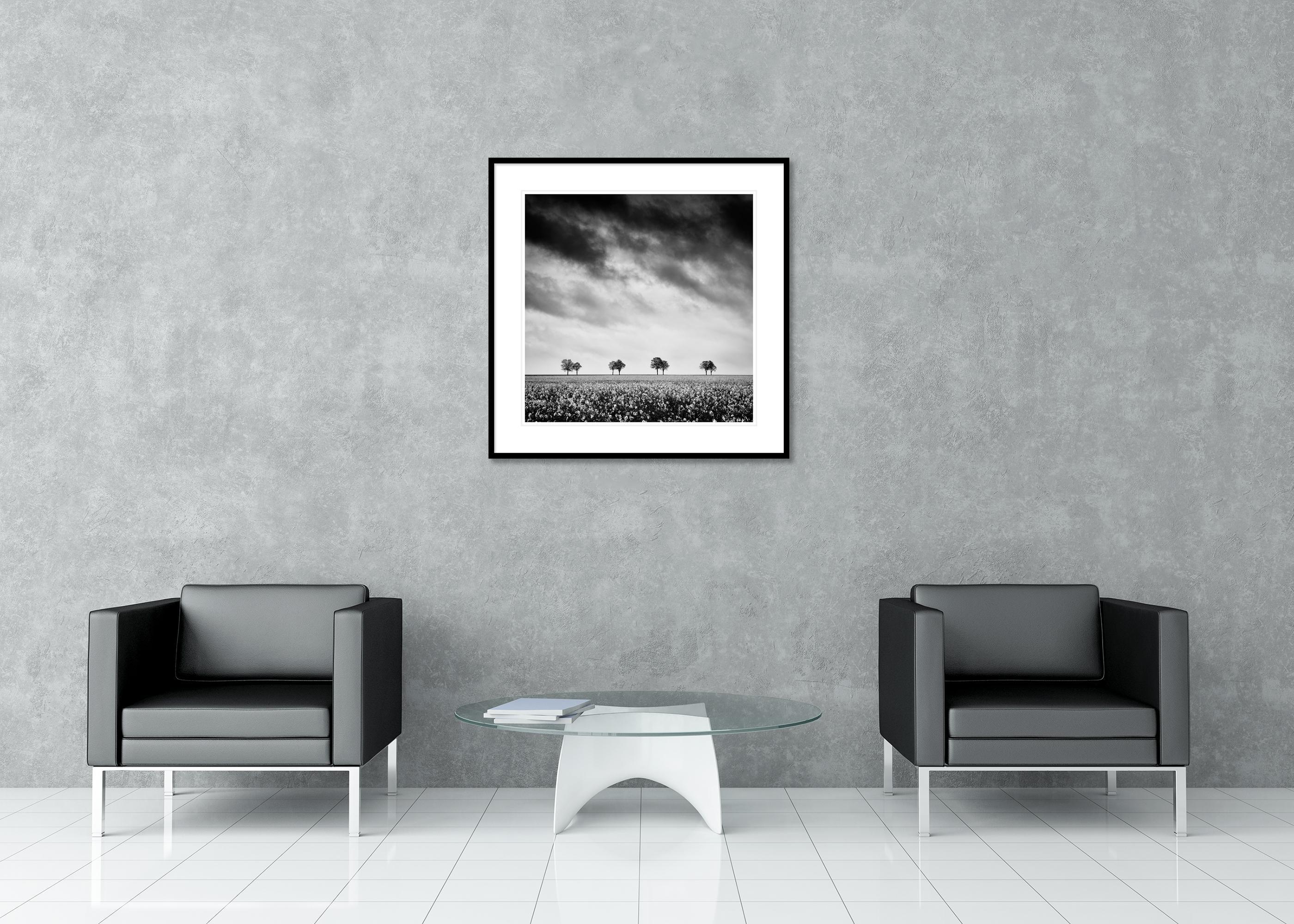 Row of Trees in Rapeseed Field, photographie de paysage monochrome, édition limitée en vente 1