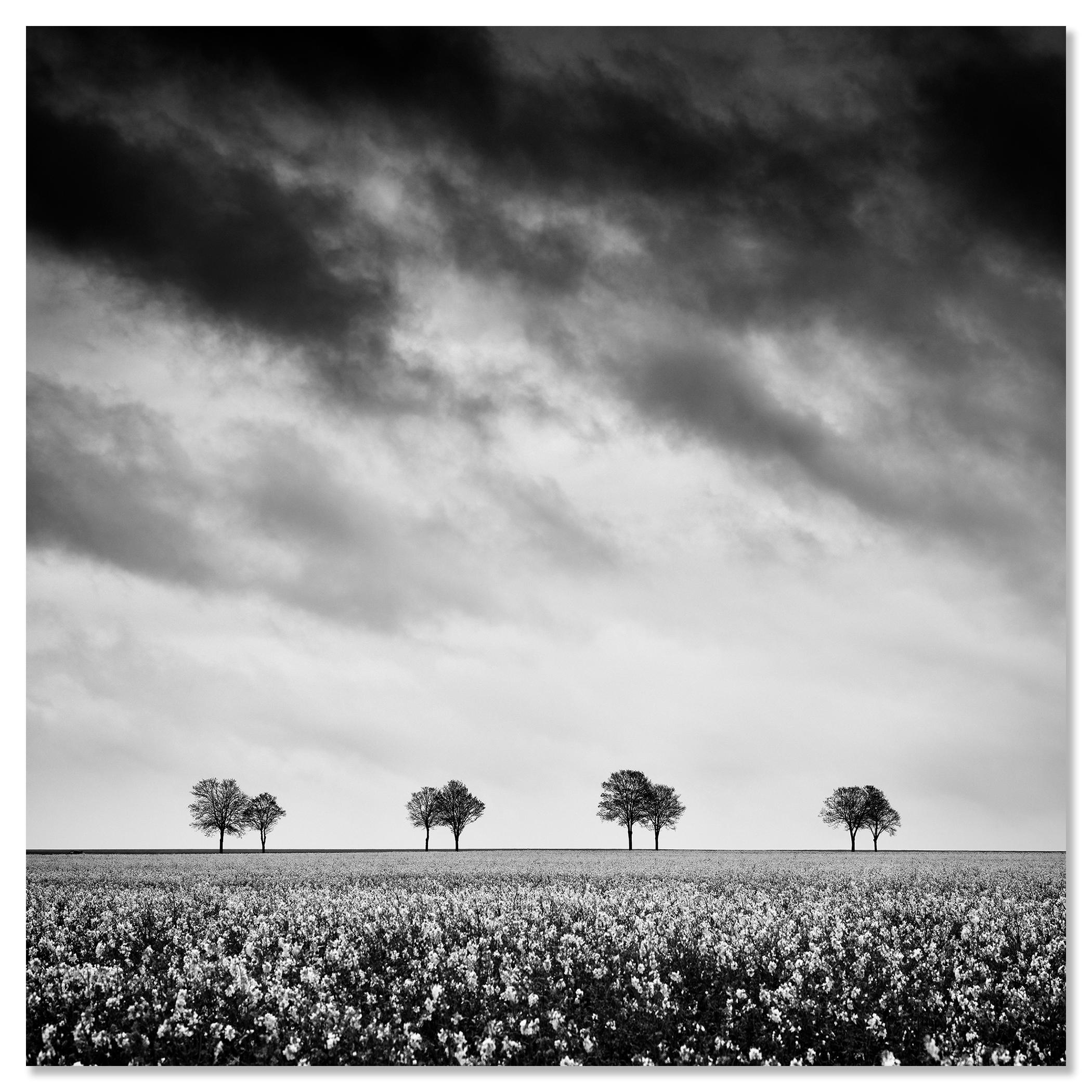 Row of Trees in Rapeseed Field, photographie de paysage monochrome, édition limitée en vente 2
