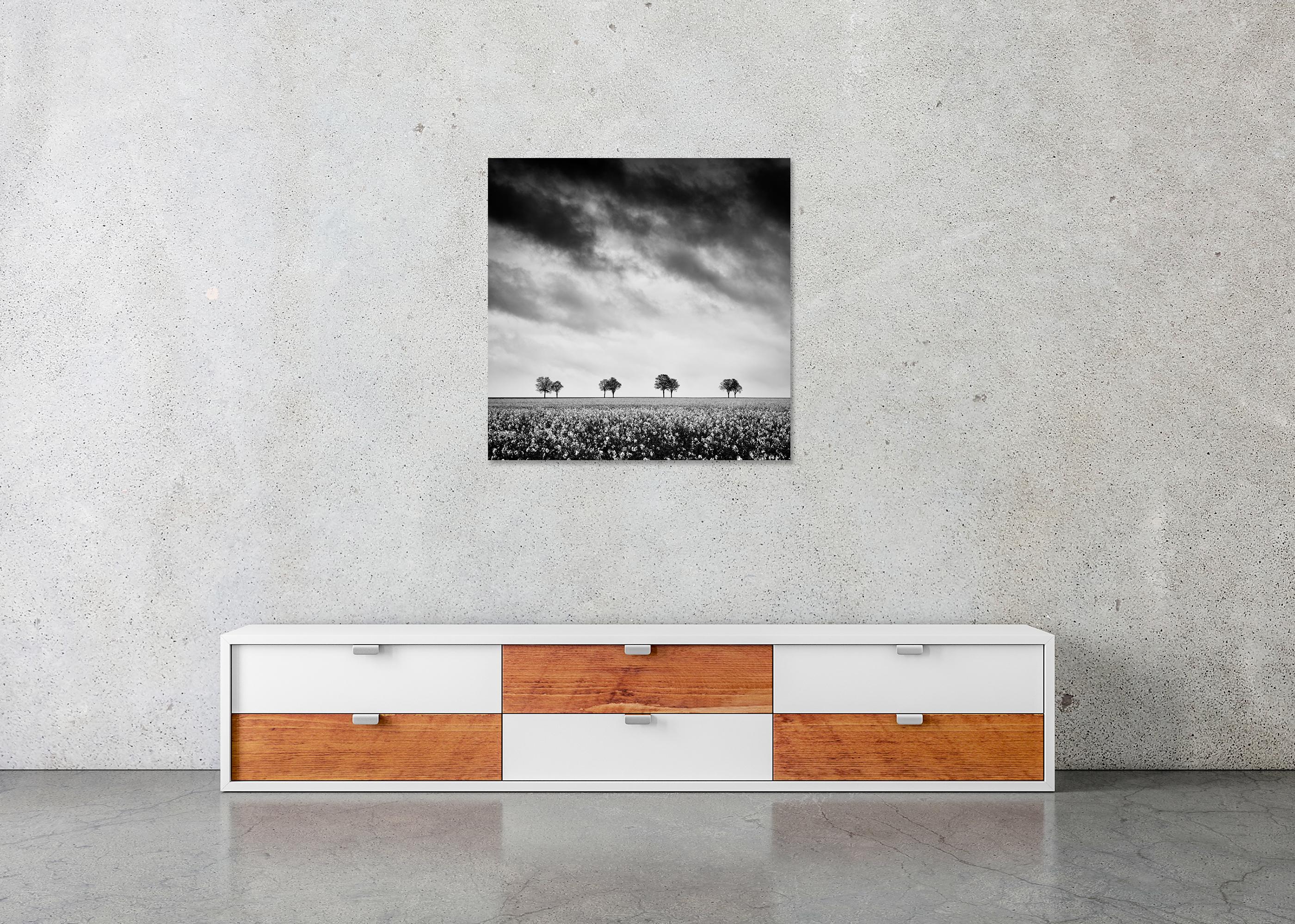 Row of Trees in Rapeseed Field, photographie de paysage monochrome, édition limitée en vente 3