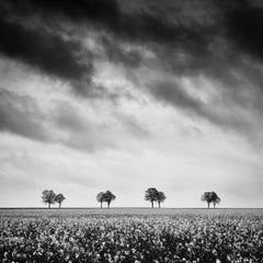 Row of Trees in Rapeseed Field, photographie de paysage monochrome, édition limitée