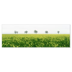 The Row of Trees in yellow Field Panorama - fotografia minimalista a colori su larga scala