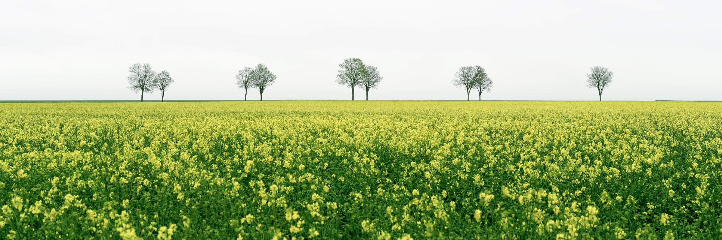 Row of Trees in yellow Field Panorama - large scale minimalist color photography