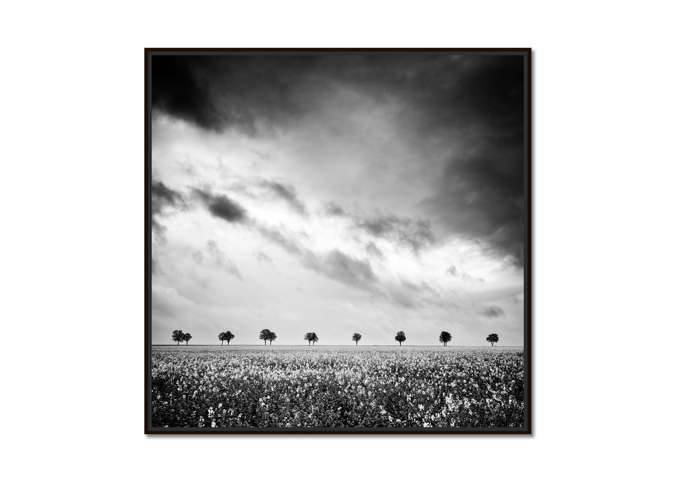 Row of Trees, rapeseed Field, fantastic sky, black white photography - Photograph by Gerald Berghammer