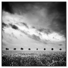 The Row of Trees, campo di colza, cielo fantastico, fotografia monocromatica, arte limitata