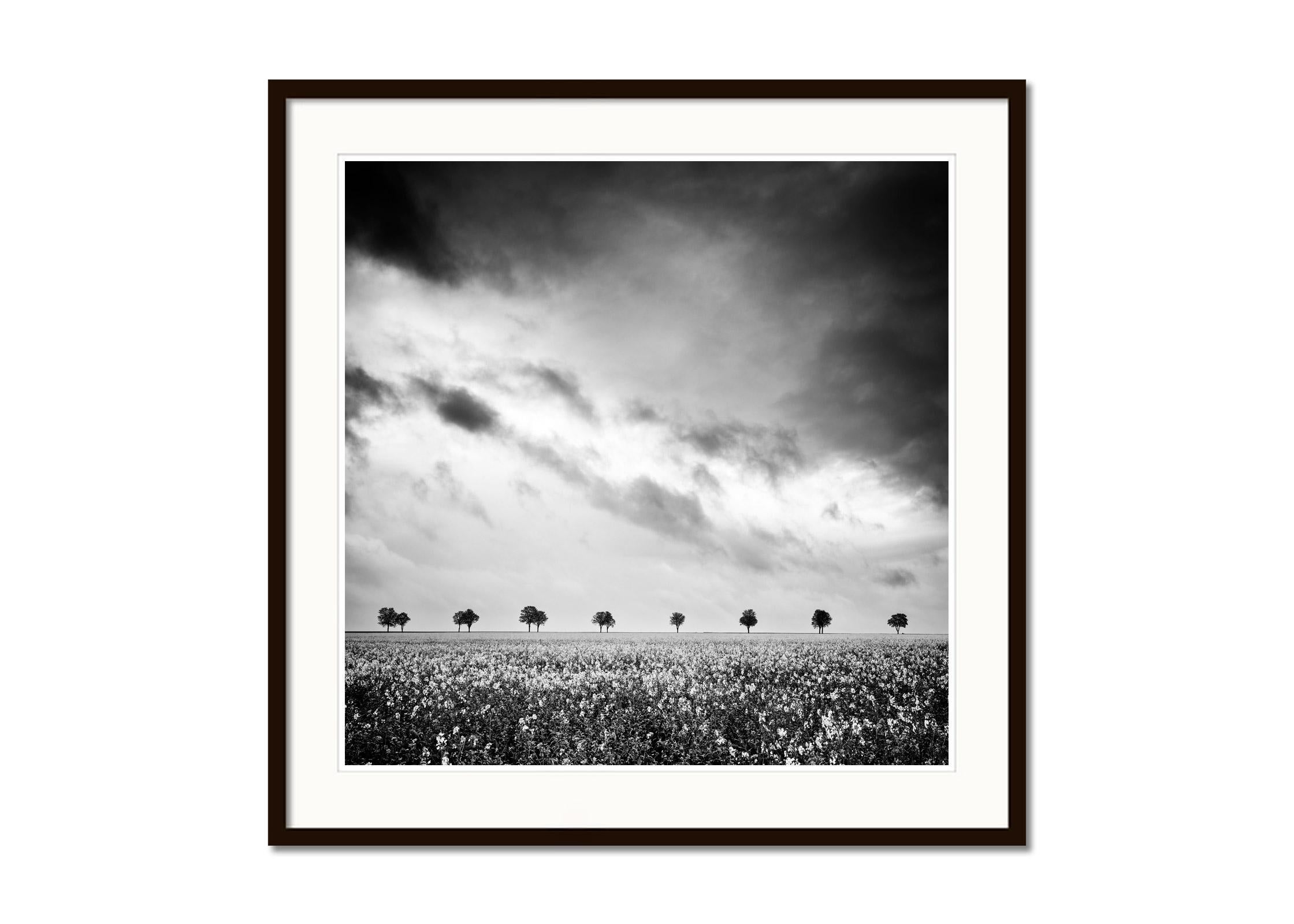 Black and White Fine Art Landscape Photography. Row of trees on the rapeseed field with great cloud mood, France. Archival pigment ink print, edition of 7. Signed, titled, dated and numbered by artist. Certificate of authenticity included. Printed