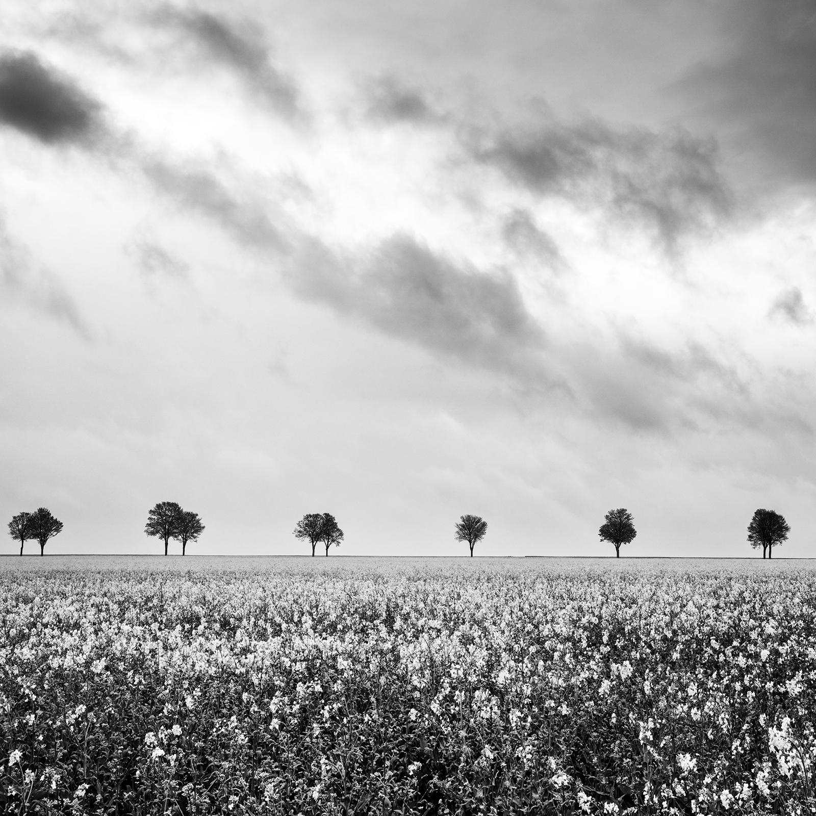 Row of Trees, rapeseed Field, fantastic sky, black white photography For Sale 4