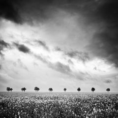 Row of Trees, Rapeseed Field, fantastischer Himmel, Schwarz-Weiß-Fotografie
