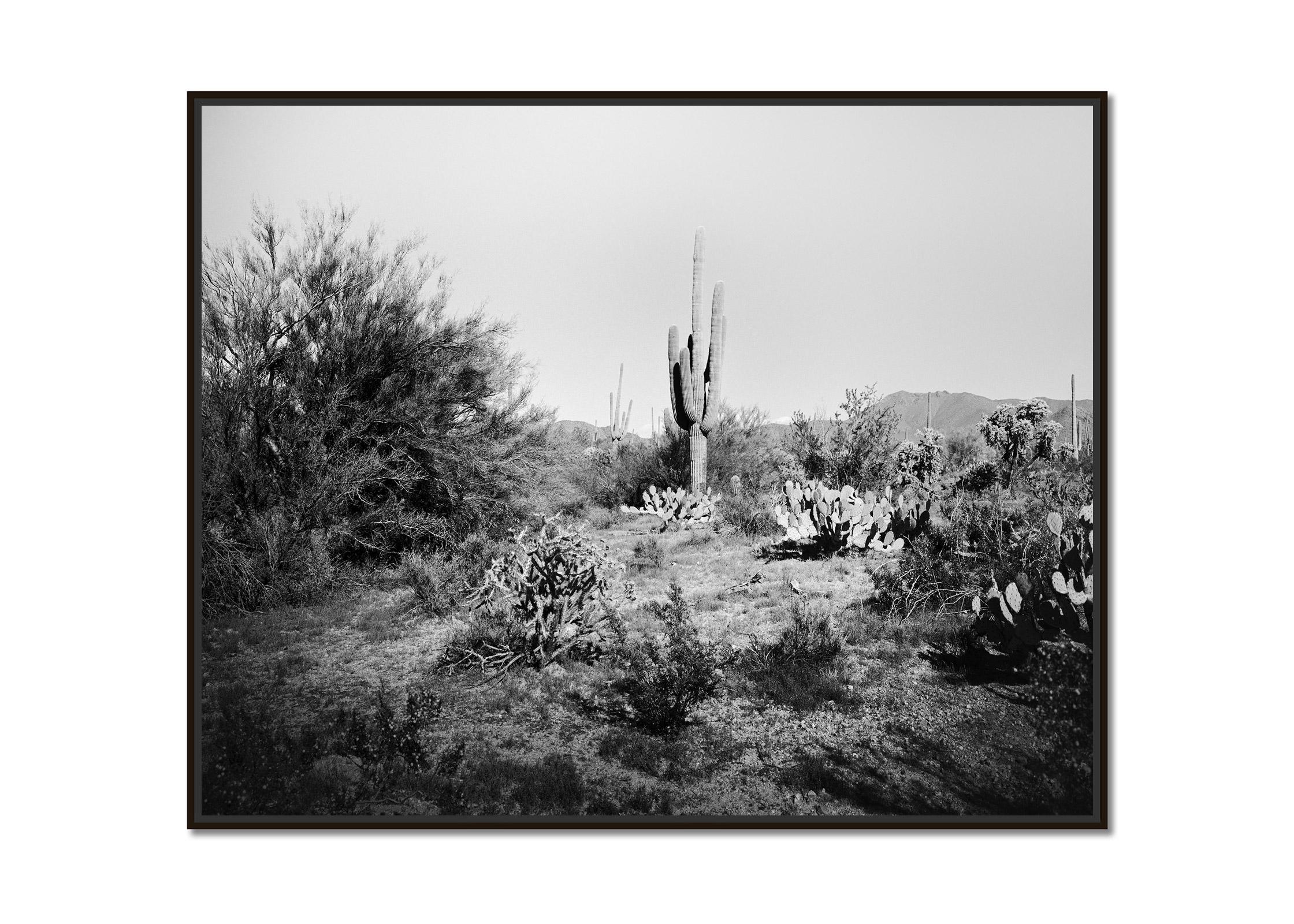 Saguaro Cactus, National Park, Arizona, USA, black and white landscape photo - Photograph by Gerald Berghammer