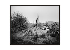 Cactus Saguaro, Parco Nazionale, Arizona, USA, foto paesaggio in bianco e nero