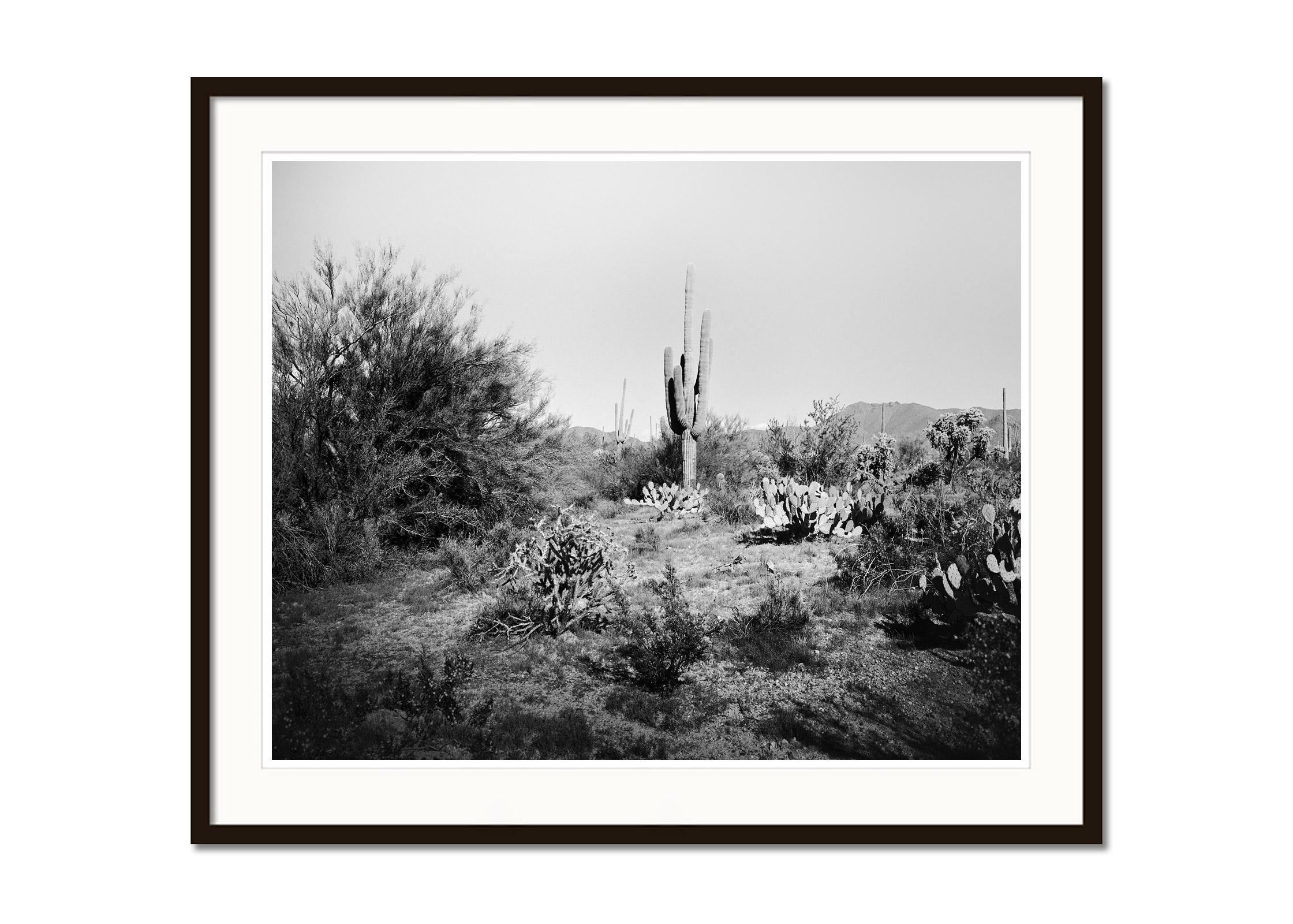 Saguaro Cactus, National Park, Arizona, USA, black and white landscape photo - Gray Black and White Photograph by Gerald Berghammer
