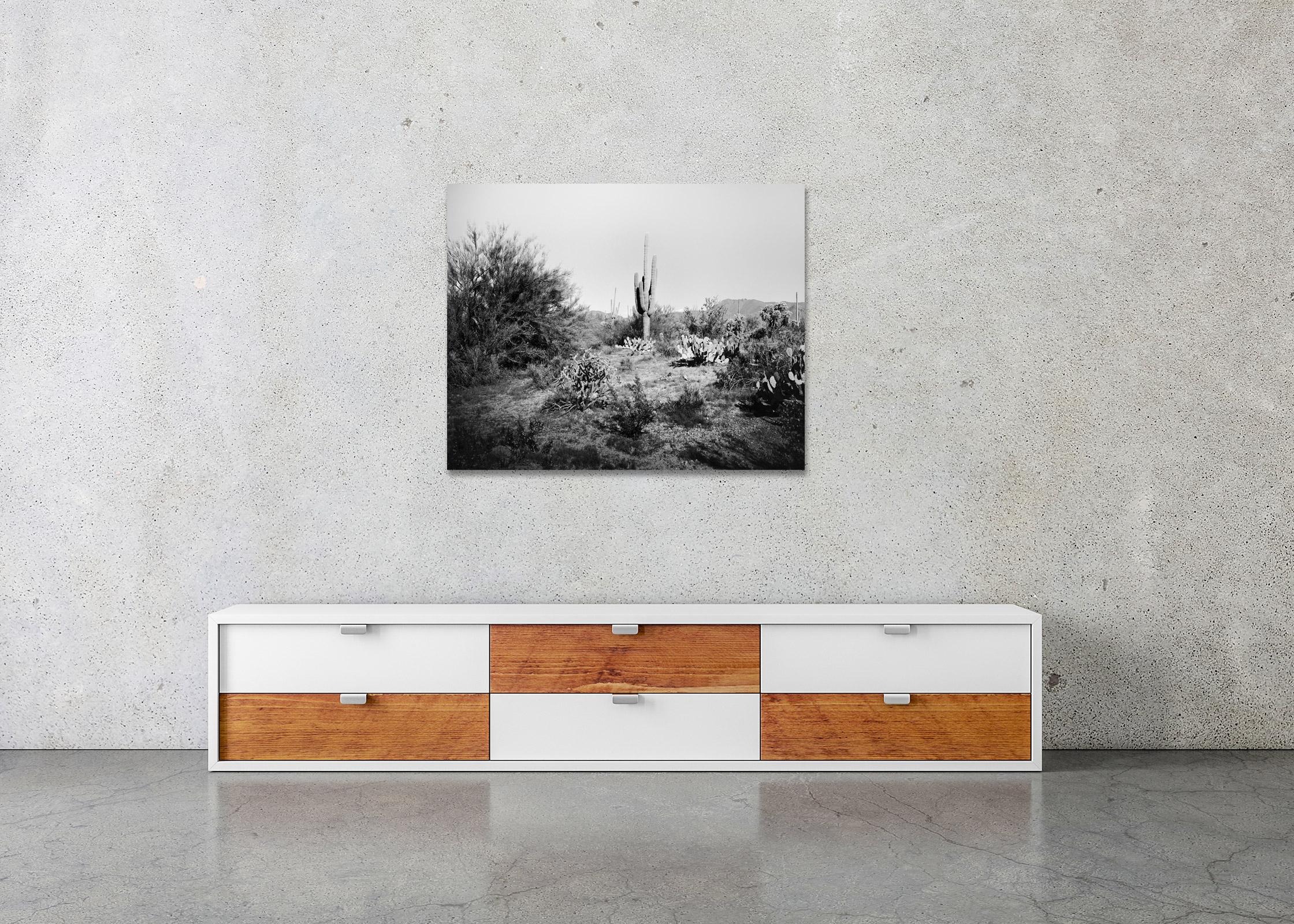 Saguaro Cactus, National Park, Arizona, USA, black and white landscape photo For Sale 2