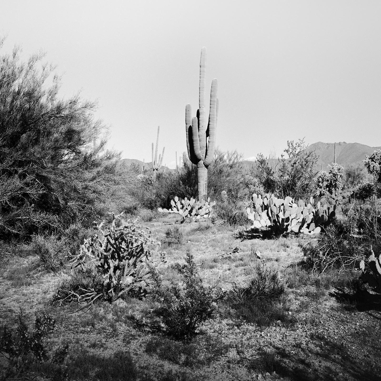 Saguaro Cactus, National Park, Arizona, USA, black and white landscape photo For Sale 3