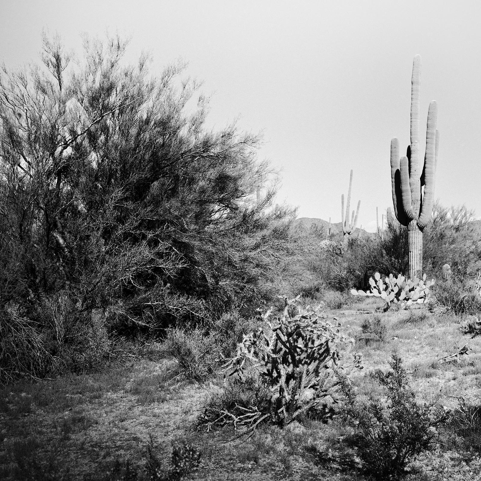 Saguaro Cactus, National Park, Arizona, USA, black and white landscape photo For Sale 4