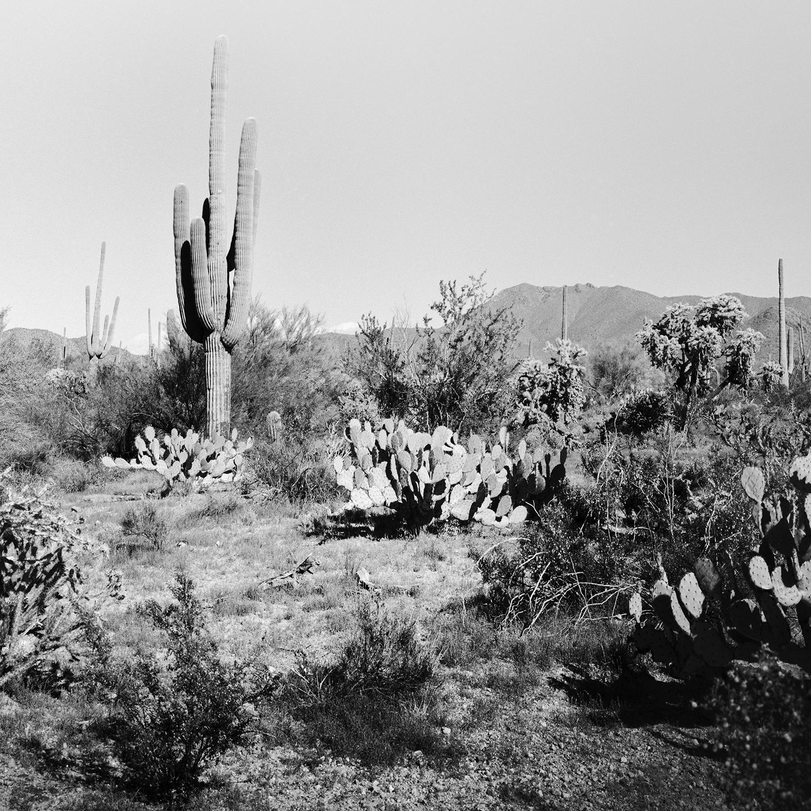 Saguaro Cactus, National Park, Arizona, USA, black and white landscape photo For Sale 5