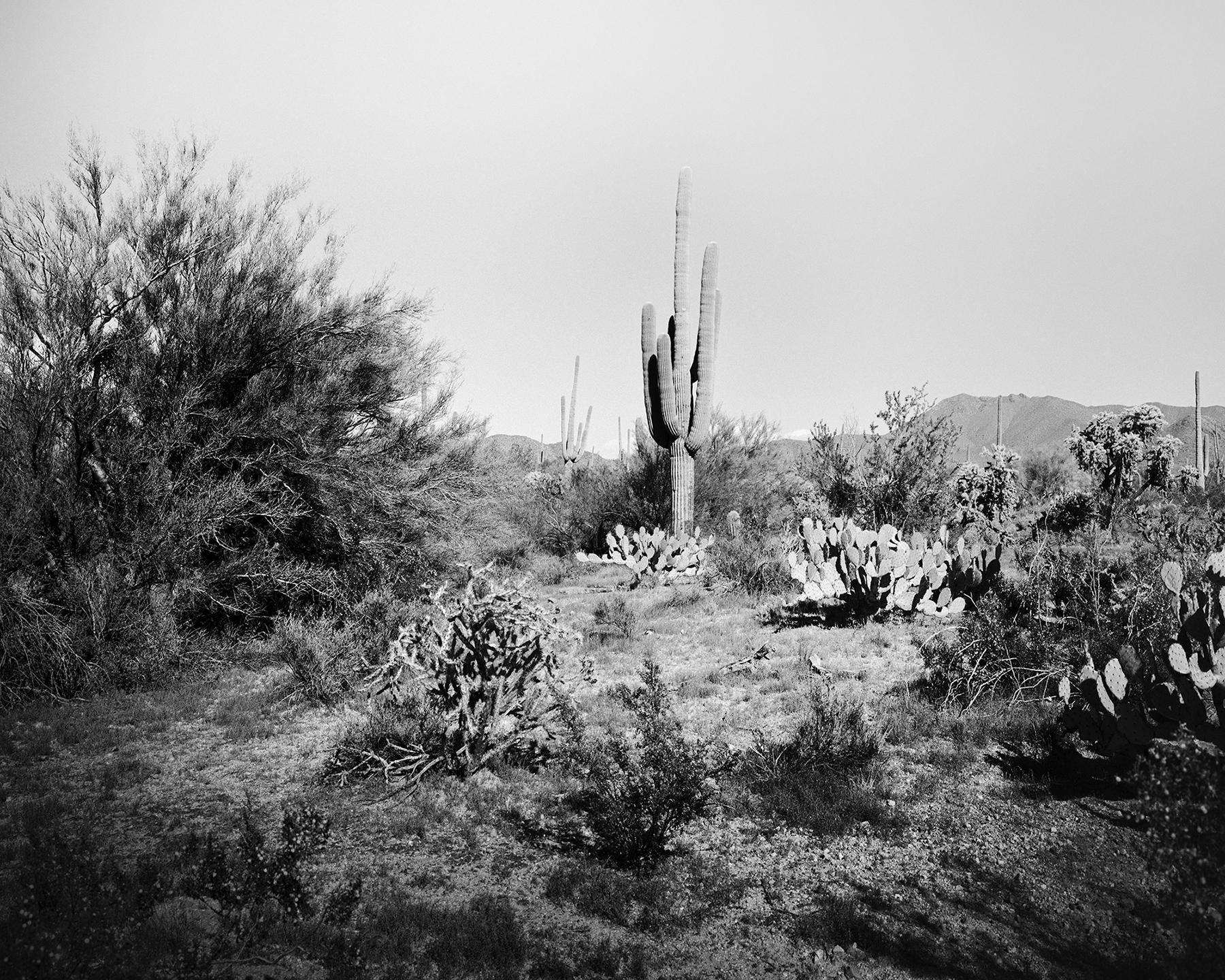 Gerald Berghammer Black and White Photograph – Saguaro Cactus, National Park, Arizona, USA, Schwarz-Weiß-Landschaftsfoto