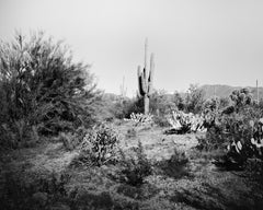 Cactus Saguaro, parc national, Arizona, USA, photo de paysage en noir et blanc