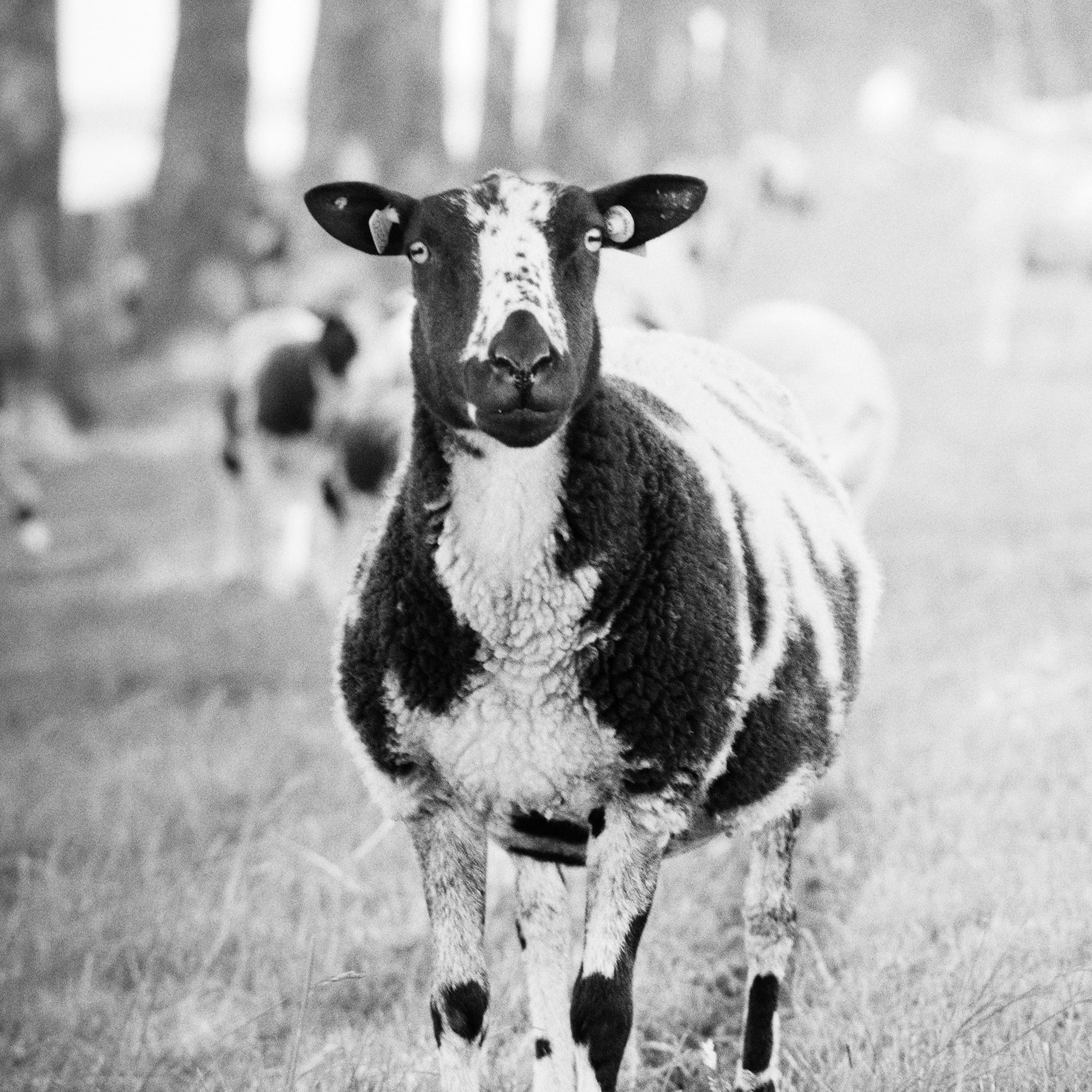 Shaun the Sheep, Tree Avenue, Schwarz-Weiß, bildende Kunst, Landschaft, Fotografie im Angebot 5