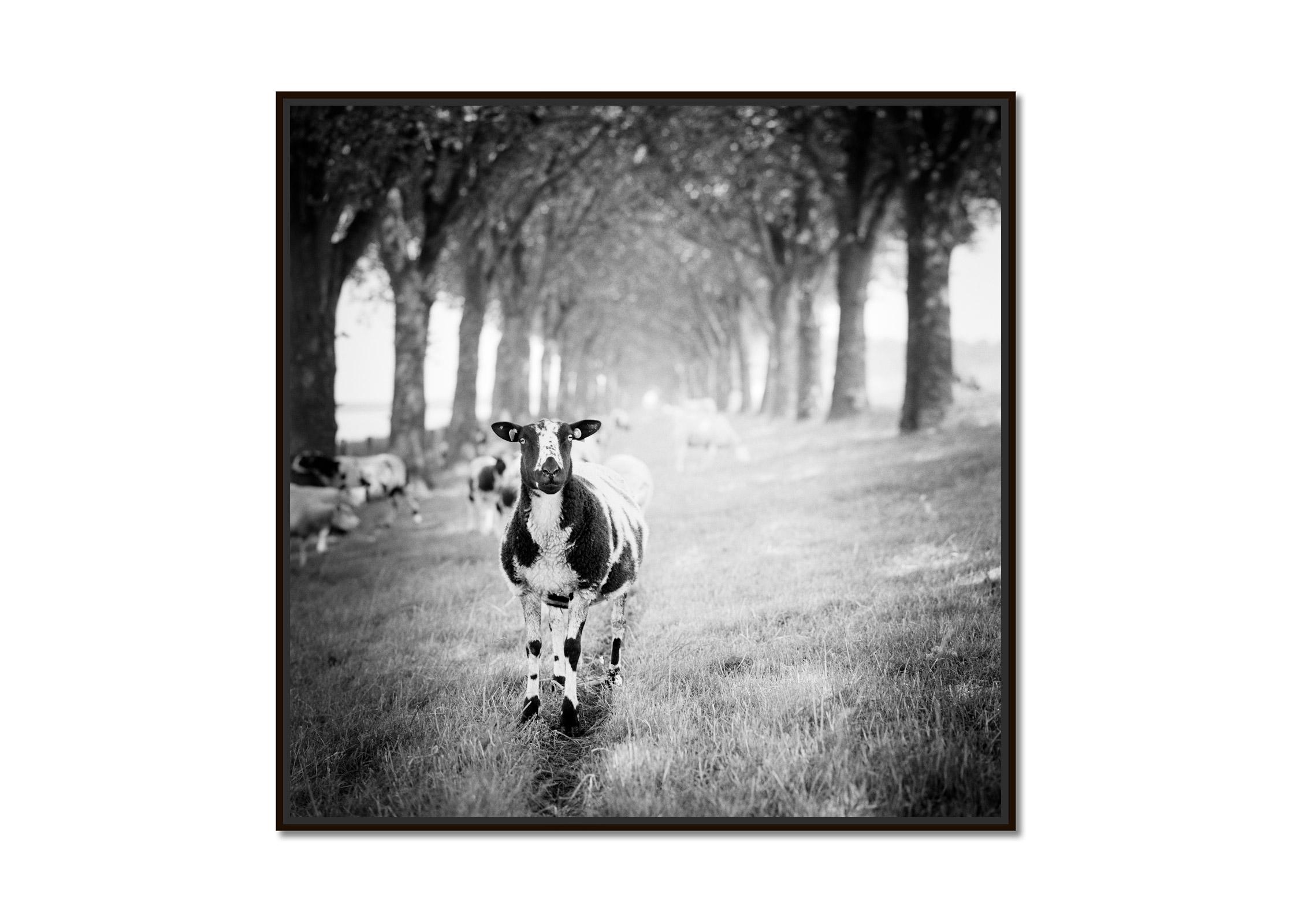 Shaun the Sheep, tree avenue, black and white fine art landscape photography - Photograph by Gerald Berghammer
