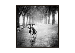 Shaun the Sheep, Tree Avenue, black and white, fine art, landscape, photography