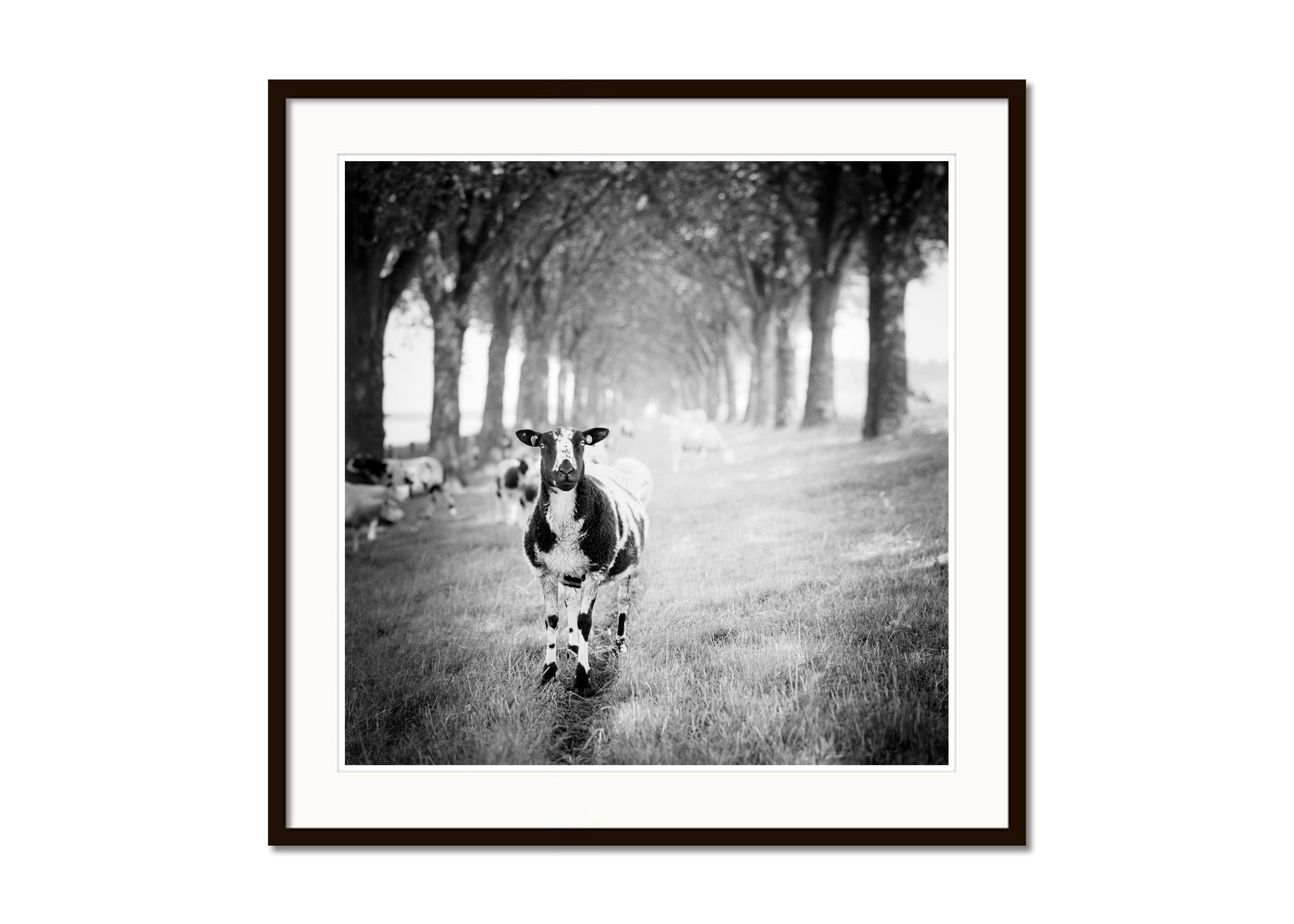 Shaun the Sheep, Tree Avenue, Schwarz-Weiß, bildende Kunst, Landschaft, Fotografie (Grau), Black and White Photograph, von Gerald Berghammer